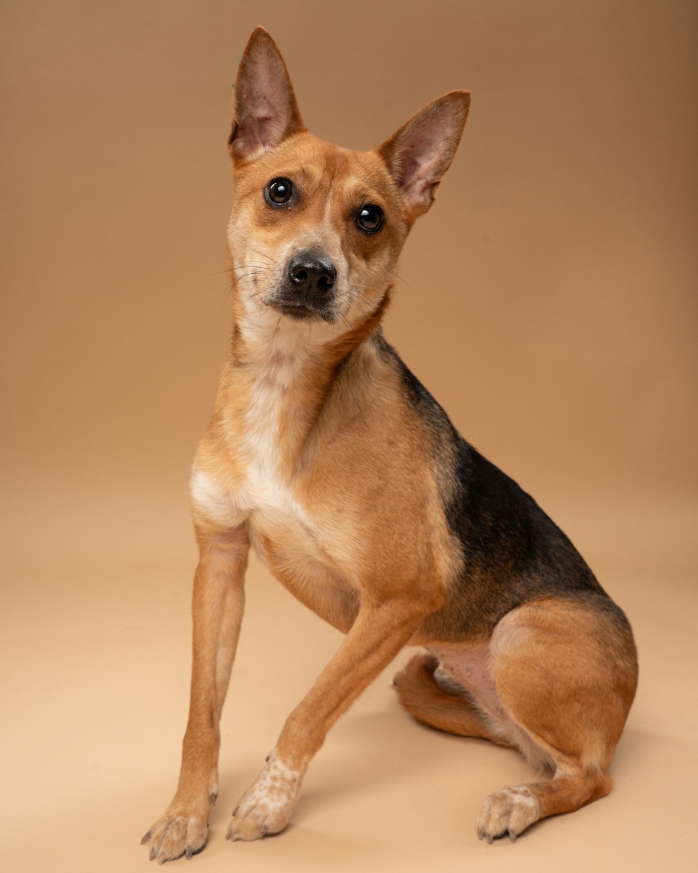 It's time to meet our @cbsnewstexas 𝐏𝐞𝐭 𝐨𝐟 𝐭𝐡𝐞 𝐖𝐞𝐞𝐤, 𝐇𝐨𝐧𝐞𝐲 𝐏𝐞𝐚𝐫!
If you are looking for a dog who is sweet as honey and cozy as a bear, you just found your girl. Honey Pear is a lovely 𝐟𝐨𝐮𝐫-𝐲𝐞𝐚𝐫-𝐨𝐥𝐝 𝐟𝐞𝐦𝐚𝐥𝐞 who has officially graduated from the chaotic puppy chewing phase and is ready to settle into her forever home. She is the ultimate 𝐦𝐞𝐝𝐢𝐮𝐦-𝐞𝐧𝐞𝐫𝐠𝐲 𝐜𝐨𝐦𝐩𝐚𝐧𝐢𝐨𝐧, offering the perfect balance of outdoor fun and indoor relaxation.
During the day, Honey Pear is up for whatever adventures you have planned, whether that is a neighborhood stroll or a fun game of fetch. But the second you sit down, she transforms into a professional cuddler, ready to act as your personal, furry weighted blanket.
Honey Pear is ready to bring a mountain of love, loyalty, and quiet companionship to her new family. If your home has an open spot on the couch and plenty of head scratches to spare, Honey Bear is ready to fill it. 𝐌𝐞𝐞𝐭 𝐡𝐞𝐫 𝐭𝐨𝐝𝐚𝐲 at our @petsmart 𝐌𝐨𝐧𝐭𝐠𝐨𝐦𝐞𝐫𝐲 𝐏𝐥𝐚𝐳𝐚 𝐀𝐝𝐨𝐩𝐭𝐢𝐨𝐧 𝐄𝐯𝐞𝐧𝐭 𝐟𝐫𝐨𝐦 𝟏𝟎 𝐚.𝐦.- 𝟑 𝐩.𝐦. Learn more on our website.
#adoptdontshop #petoftheweek #CBSNews #petsmartcharities @petsmartcharities