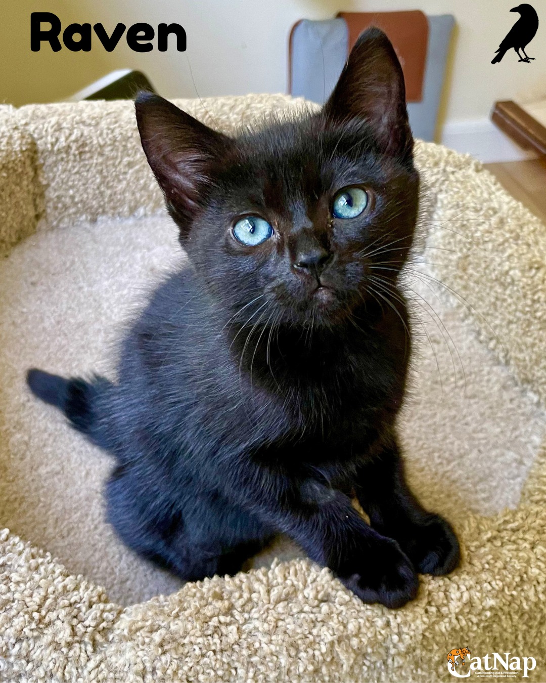Raven has been #ADOPTED from Bosley's Southgate, Nanaimo