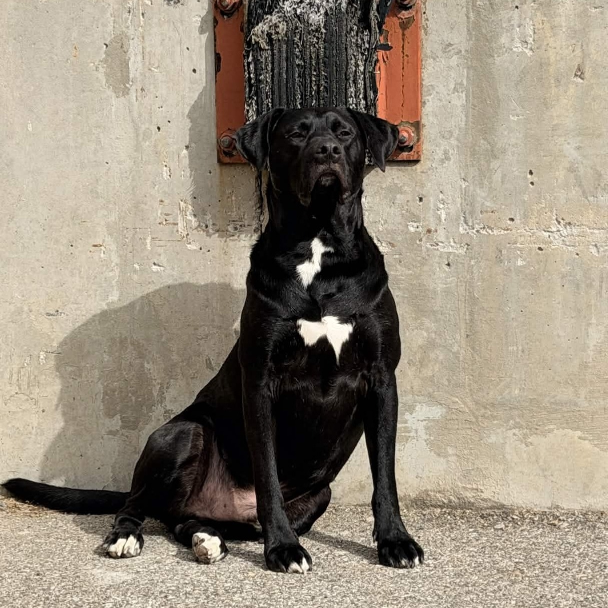 🌧️ Too Hot? Too Stormy? We’ve Got You Covered. 🐾
Between the heat, humidity, and surprise thunderstorms, getting your dog enough exercise lately has been… a challenge. 😅
That’s where our treadmill rentals come in.
Our treadmill room gives your dog a safe, controlled way to burn energy when the weather is not cooperating, whether it’s too hot for outdoor walks, too stormy to go outside, or your dog just needs a better outlet than redecorating your house with chaos.
✨ Great for:
• High-energy dogs
• Rainy day exercise
• Hot weather activity
• Conditioning and confidence building
• Dogs who need a structured outlet
We offer multiple treadmill options, and staff can help guide you if your dog is new to treadmill work.
Don’t let the weather win. Let your dog move safely, stay active, and get that energy out. 🐶💪
Message us to learn more about treadmill rentals!
📍 7609 Energy Pkwy Unit 1001, Curtis Bay, MD
📞 410-360-6761
💻 DauntlessDogTraining.com
#DauntlessDogs #TreadmillRental #DogExercise #DogTraining #PasadenaMD #CurtisBayMD #RainyDayDogs #HotWeatherDogs #DogEnrichment #StructuredOutlet