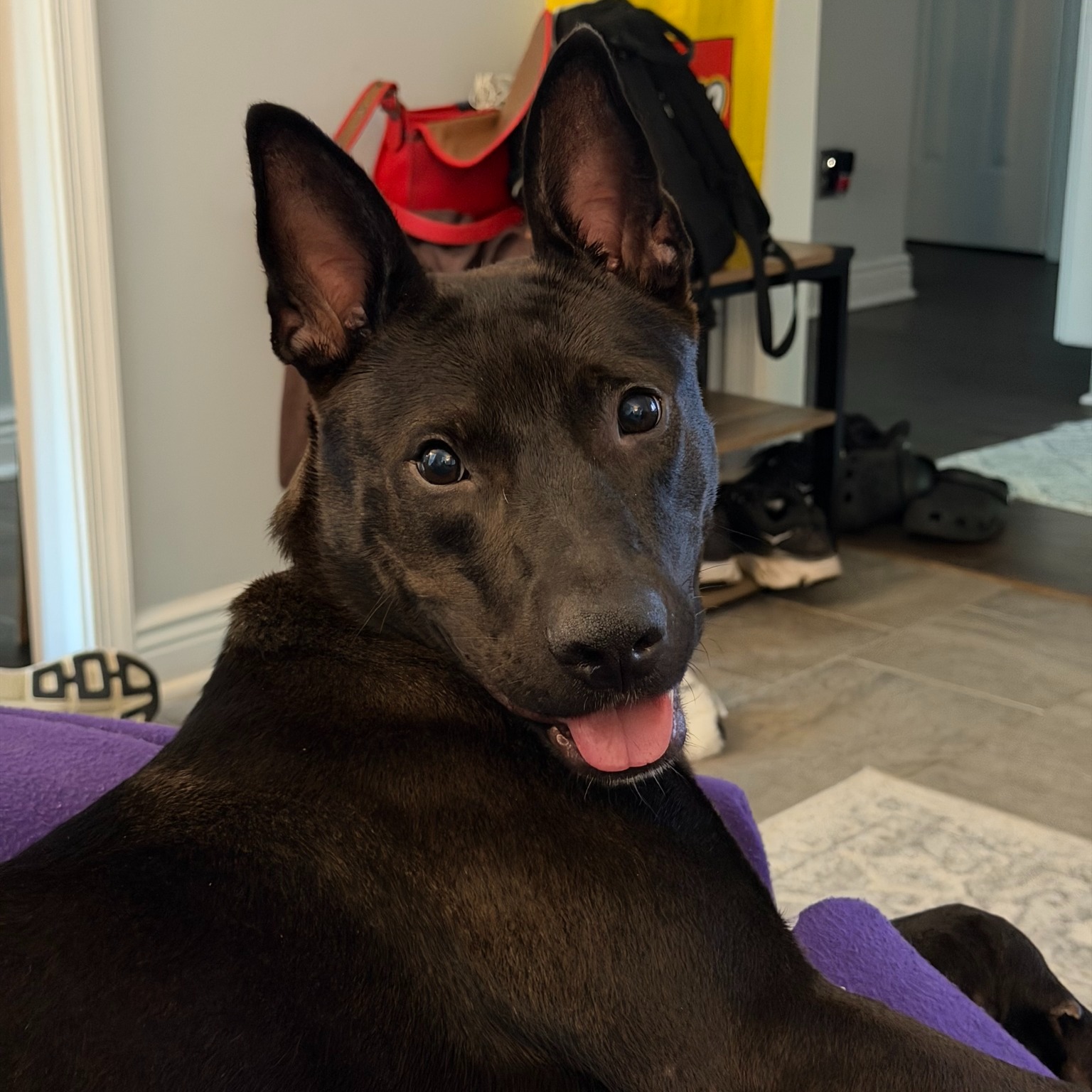 🍫🐾 Life is sweeter with Chocolate 🐾🍫
❤️ Friendly with people
🐶 Enjoys the company of other dogs
👧 Has done well interacting with children
🏡 Ready to find a family to call her own
Chocolate has the kind of personality that makes you feel like you've been friends forever. Whether she's making new human friends, hanging out with canine companions, or soaking up attention, she's happiest just being part of the fun.
Now all she's missing is a forever home.
Come meet Chocolate at Fluvanna SPCA and see if she's the perfect addition to your family. We have a feeling you'll fall in love from the very first hello.
📍 Visit us during adoption hours or contact us to learn more about Chocolate!
#AdoptDontShop #FluvannaSPCA #AdoptChocolate #RescueDog #DogFriendly #SecondChances #FindYourBestFriend