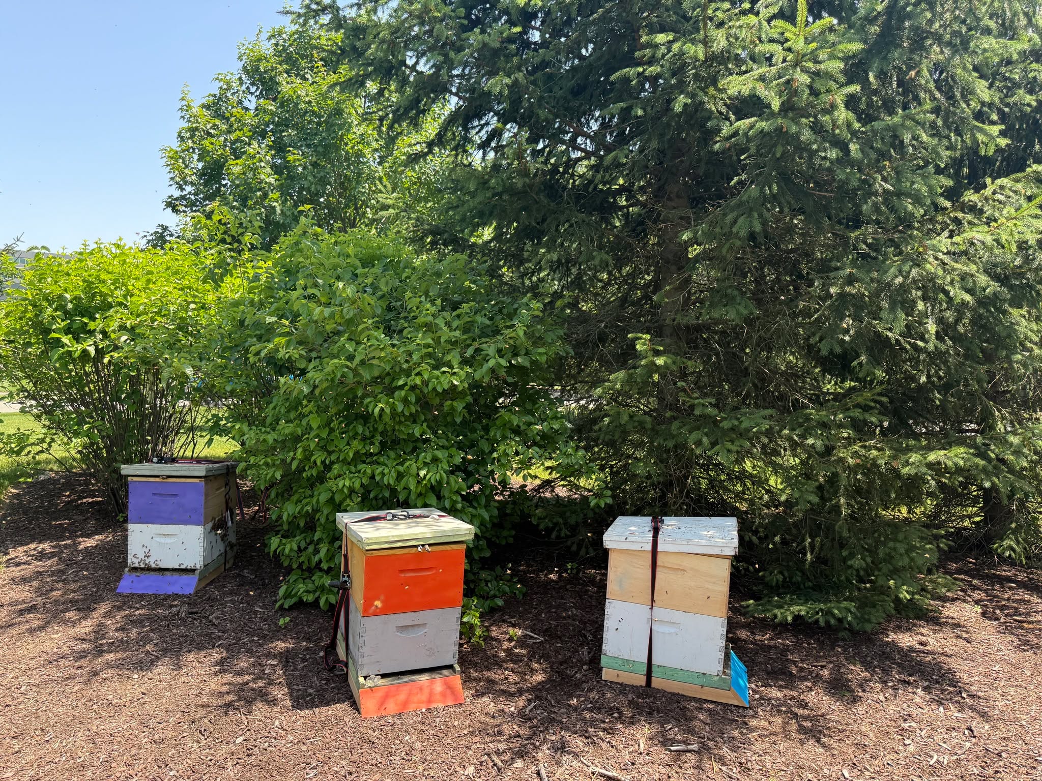Big news from Whippany, NJ — we've got new neighbors, and there are about 180,000 of them! 🐝
We're thrilled to celebrate the newest hives at @barclaysbankus' Whippany site, buzzing to life in support of pollinator conservation, biodiversity, and environmental education. That's a whole lot of wings working hard for our ecosystems.
A huge thank-you to our lead beekeeper, Andrew Coté — a fourth-generation beekeeper and true pioneer in urban beekeeping, whose family has worked with honey bees for more than 130 years. His care and expertise help ensure these hives are thoughtfully managed and thriving.
And to Barclays: thank you for standing behind STEM education, conservation, and giving communities real ways to connect with the incredible role bees play in our world. Partnering with you on this work means a lot to our whole hive here at Planet Bee.
Here's to many seasons of buzzing, growing, and learning together!
#adoptahive #nonprofit #conservation #savethebees