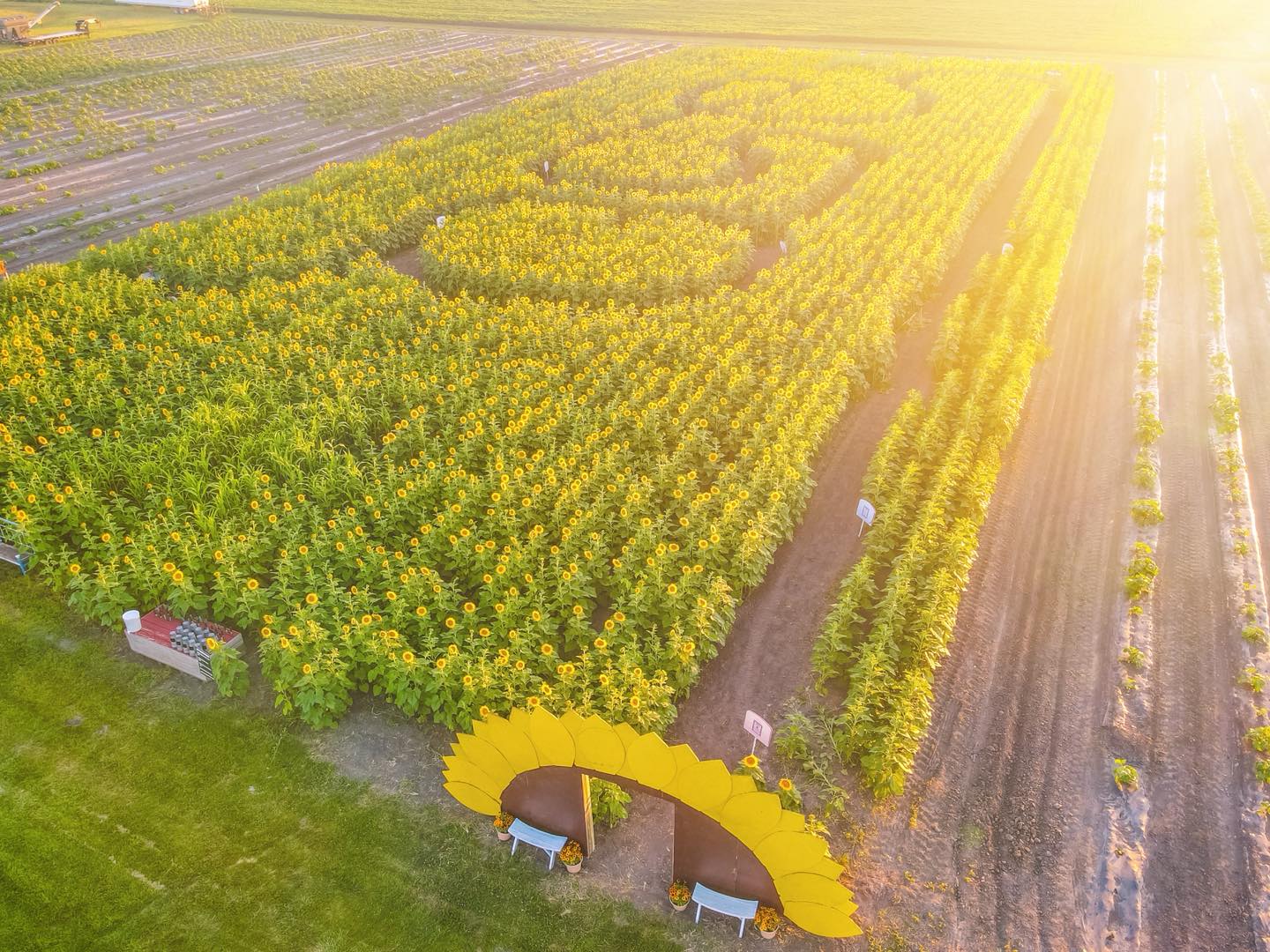 What a gorgeous sunset from our sunflower stroll! 🌻🌅
Our sunflower stroll officially opens Saturday! Join us from 9:00 AM to 3:00 PM to wander through the blooms, snap beautiful photos, and soak up the sunshine.
We can’t wait to welcome you! 🩷