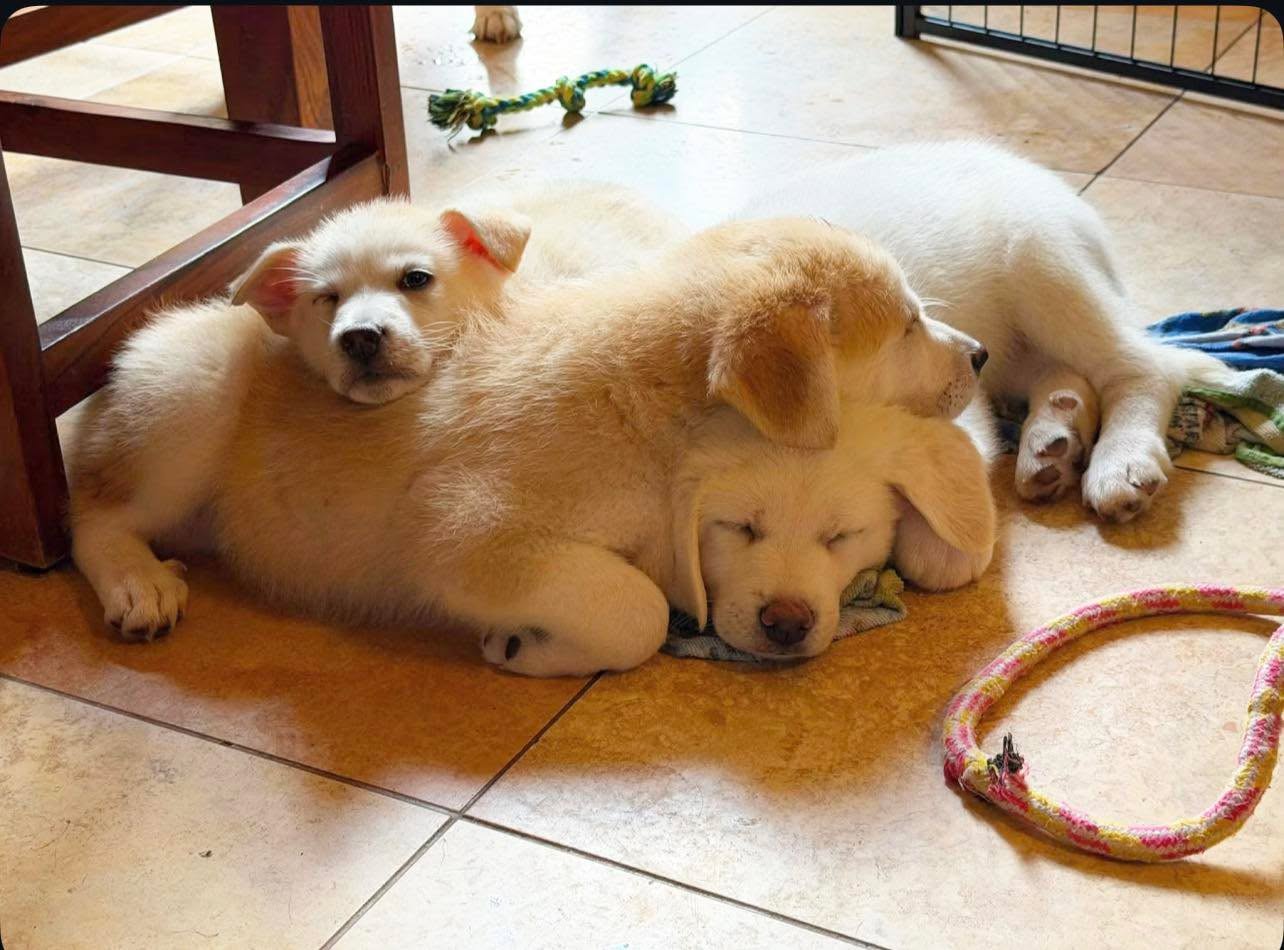 Puppy Pile!!!
Snowflake Crew: Elsa, Cookie and Koda Bear are available for adoption! Too much cuteness for one picture💕 View the entire Crew here: https://www.wagtopia.com/search/org?id=942554&page=1&search=Snowflake+crew&sort=default
#codysfriendsrescue