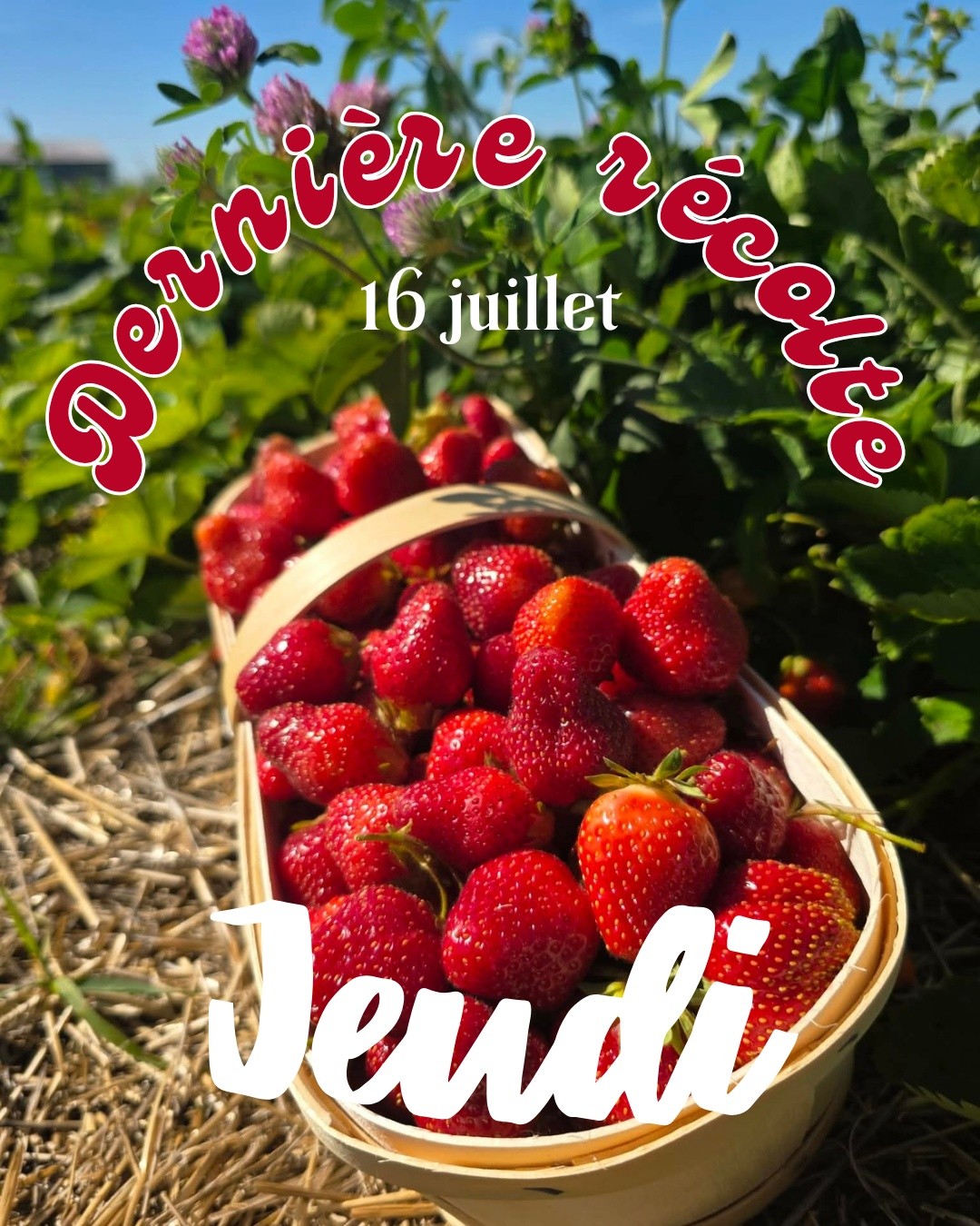 Jeudi 16 juillet 🍓🤗
Dernière récolte de fraises
À partir de 9h
Heure de fin : inconnue
3 litres : 12$
4 litres : 16$
Argent comptant, débit, crédit
7 Trait-Carré Ste-Anne-des-Plaines
P.S. (long mais nécessaire) :
Avant de vous déplacer, nous vous demandons de toujours appeler à la ferme afin de vérifier la disponibilité des fraises. L'achalandage influence beaucoup le volume des récoltes et il arrive que les champs soient cueillis plus rapidement que prévu au cours de la journée.
Notre répondeur est mis à jour régulièrement et nous publions également les informations sur nos réseaux sociaux. N'hésitez pas à les consulter avant votre visite.
