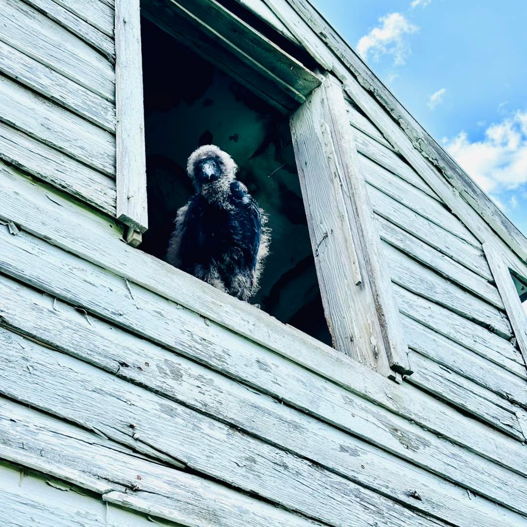 Join us in welcoming the newest member of the ACV family….our own little buzzard fledgling.
If you have been to the winery recently, you have likely seen our bonded buzzard pair basking on top of the barn. We discovered their new addition last week and we find the little fella/gal to be quite the looker.
Since we already have Barry the Buzzard and Belinda the Buzzard, what do you think we should call our newest addition? All B names will be considered!
#buzzards #babybuzzard #turkeyvulture #wildlife_perfection #wildlifeofinstagram #wildlifeonearth #winery #winerylife #barrythebuzzard
