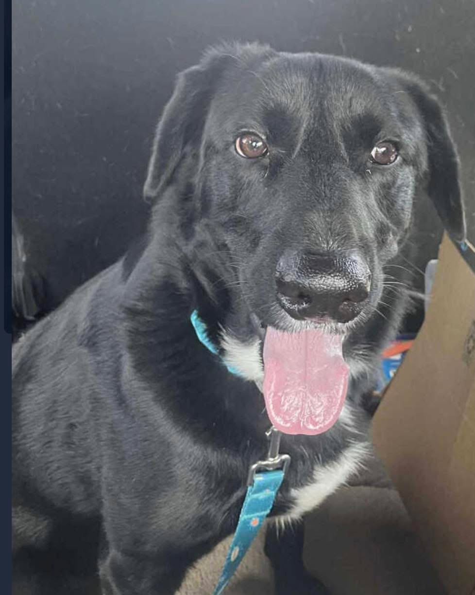 LGunnar is a sweet, shy Lab mix who just needs a little time to feel comfortable. Once he trusts you, he’s playful, affectionate, and ready to be your loyal companion. ❤️
He’s doing great with training- potty trained, walks nicely on leash, and is working on crate training. Gunnar loves people, enjoys other dogs, and gains confidence from having a canine friend.
This big, gentle boy is looking for a family with patience, love, and room to play. He’s ready to become the amazing dog he was meant to be!
For a meet up, submit an online adoption application at codysfriendsrescue.org. DFW area.