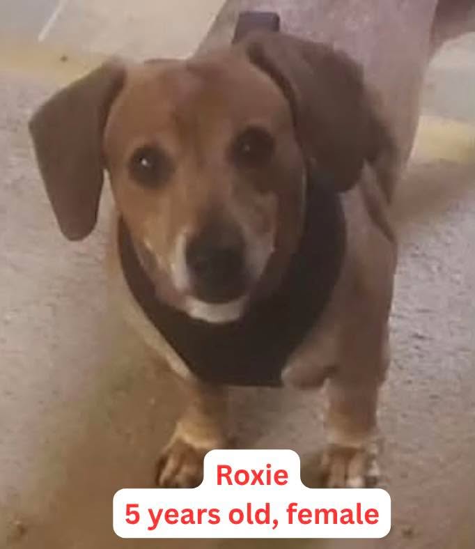 🚨🚨 URGENT FOSTER & FOSTER-TO-ADOPT HOMES NEEDED 🚨🚨
Our foster needs are growing, and we are desperately searching for loving homes! We have four sweet Dachshunds waiting for safe spaces to land.
📍 Location Flexibility: Roxie must stay in Ohio, but Sweet Pea, Gretchen, and Cyan can be fostered outside of Ohio (within our service area)!
🩺 Reminder: All medical and veterinary expenses for our foster dogs are 100% covered by the rescue!
Here are the four doxies looking for help:
❤️ ROXIE — OHIO FOSTER ONLY (Currently Columbus, OH)
* Age & Breed: 5 years old, Dachshund
* Details: Roxie has separation anxiety, and her current owner is very anxious to get her placed into a foster home quickly. Must stay in Ohio.
🌸 SWEET PEA — Foster or Foster-to-Adopt (Currently Painesville, OH)
* Age & Breed: 9 years old, Standard Dachshund
* Details: Sweet Pea is house-trained. She prefers to be the star of the show and doesn't do well with other dogs, so she needs a pet-free home. Her family member can no longer care for her much longer! Can be fostered out of state.
🌶️ GRETCHEN — Foster (Currently Lancaster, OH)
* Age & Breed: 7 years old, Dachshund (Retired Breeder)
* Details: Gretchen has bit of a "spicy" personality, so she requires an adult-only home with no kids. Can be fostered out of state.
🩵 CYAN — Foster (Currently Lancaster, OH)
* Age & Breed: 6 years old, Dachshund (Retired Breeder)
* Details: Cyan is a sweet, active girl who is ready to learn what being a cherished pet is all about. Can be fostered out of state.
📥 HOW TO APPLY
If you can open your heart and home to Roxie, Sweet Pea, Gretchen, or Cyan, please submit an application today!
👉 Apply to Foster / Foster-to-Adopt: https://www.sophiasgracefoundation.org/volunteer
Can't foster right now? Sharing this post takes just a second and helps these four doxies find their forever potential faster! 🐾
#sophiasgracefoundation #sgfrescue #fosterneeded #fostertoadopt #dachshundrescue #doxierescue #ohiodogrescue #dachshundsofinstagram #seniordogrescue #rescueisthebestbreed