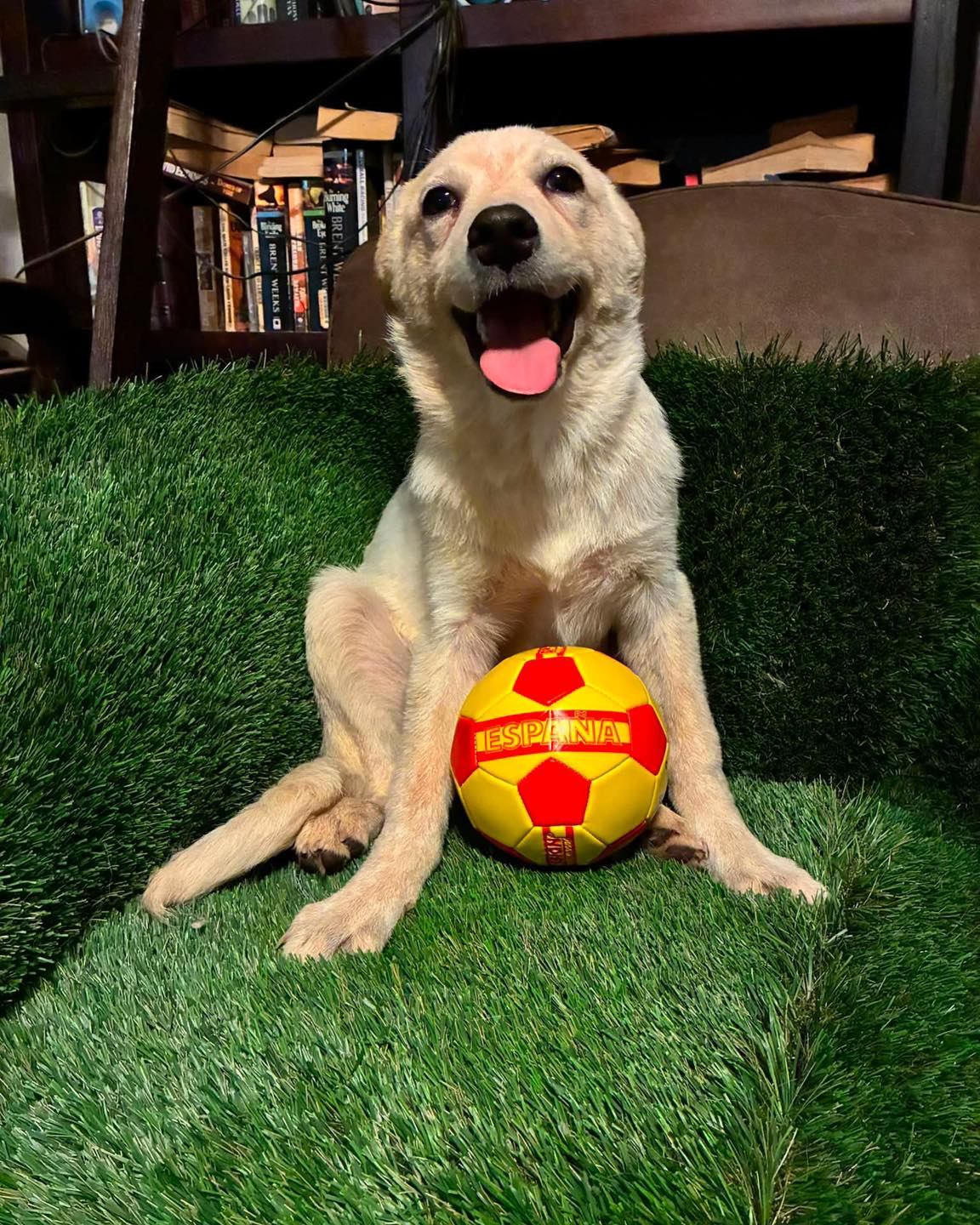 Amelia would like to send a big congrats to her team, Selección Española de Fútbol (SeFutbol) for taking the FIFA World Cup! I can guarantee you she will be holding over her siblings heads for the next four years - the only way you could make her day better? Apply to adopt this sweetheart at CodysFriendsRescue.com
Get @reshare_app • @mroberson26