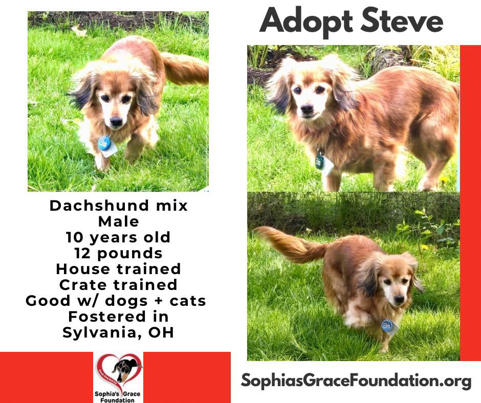 🎉🌭 IT'S WEENIE WEDNESDAY, Y'ALL! 🌭🎉
Ladies and gentlemen, hold onto your leashes... Steve has entered the chat. 😎
This silver fox strutted into a stranger's yard back in March with zero ID and zero fans looking for him. Rude, right?? But foster mom scooped him up and NOW he's living his absolute best life. 💖
He's had the spa treatment (dental work! ear cleanings! eye care!) and let's just say — Steve is feeling GOOD.
🌟 Steve's Résumé:
⭐️ Manners: 10/10. No jumping, no licking, just vibes.
⭐️ Leash Game: Immaculate. This dog was BORN to walk.
⭐️ Social Skills: Loves gentle humans and his fellow small dogs (bonus points for dachshunds 🌭).
⭐️ Volume: Basically silent. A soft "woof" means "I miss you," and that's it.
⭐️ Chill Factor: Off the charts. He'll nap in your lap through ear drops like it's a spa day.
🔹 The Fine Print:
Steve doesn't hear the best these days, so he needs a family who'll love him with touch, not just words. He's got a little urinary dribble too — no biggie, just pack a towel. And he's NOT a fan of flying solo, so a canine or human sidekick is a must.
✅ Dachshund mix
✅ 10 years young
✅ Neutered boy, 12 lbs of love
✅ House-trained AND crate-trained
✅ Good with dogs & cats
❓ Kids: TBD, but we're betting yes
⚠️ Needs company, hard of hearing
📍 Sylvania, OH
Steve's already been loved once. Time for round two — and this time it's forever. 🕊️
👉 Apply to adopt Steve or smash that SHARE button — help us find this old man his people!
🔗 https://www.sophiasgracefoundation.org/available-dogs/copy-of-shorty-1
#AdoptSteve #SophiasGraceFoundation #SeniorDogsAreGold #SpecialNeedsDogs #SecondChances #AdoptDontShop #sgfrescue #dachshundmix #smallbreedrescue #deafdogsrock #sylvaniaohio