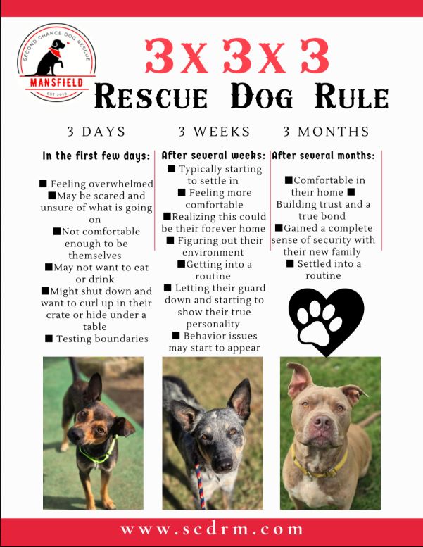 🏡 ADOPTION DAY IS EXCITING—BUT YOUR NEW DOG MAY NOT KNOW THAT YET.
Moving into a new home is a huge change. Even the friendliest rescue dog may need time to understand that they are finally safe.
A helpful guideline for understanding this adjustment period is the 3-3-3 Rule:
🐾 The first 3 days:
Your new dog may feel overwhelmed, scared, unsure, or exhausted. They may hide, sleep often, have accidents, eat very little, or test boundaries.
🐾 The first 3 weeks:
They begin learning your routine, feeling more comfortable, and showing more of their personality. This is also when new behaviors may begin to appear as they settle in.
🐾 The first 3 months:
Trust continues to grow. Your dog begins to understand that this is home, forms a bond with the family, and becomes more confident in their new life.
During the adjustment period:
🐾 Keep their environment calm and predictable
🐾 Give them a quiet, comfortable place to rest
🐾 Introduce new people and pets slowly
🐾 Keep meals, potty breaks, and walks on a routine
🐾 Avoid overwhelming them with visitors or outings
🐾 Allow them to come to you when they are ready
The 3-3-3 Rule is only a guideline—every dog adjusts at their own pace. Some settle in quickly, while others may need more time, patience, and reassurance.
Adoption day is only the beginning. Patience, consistency, and understanding can be the reason an adoption succeeds. ❤️🐾
