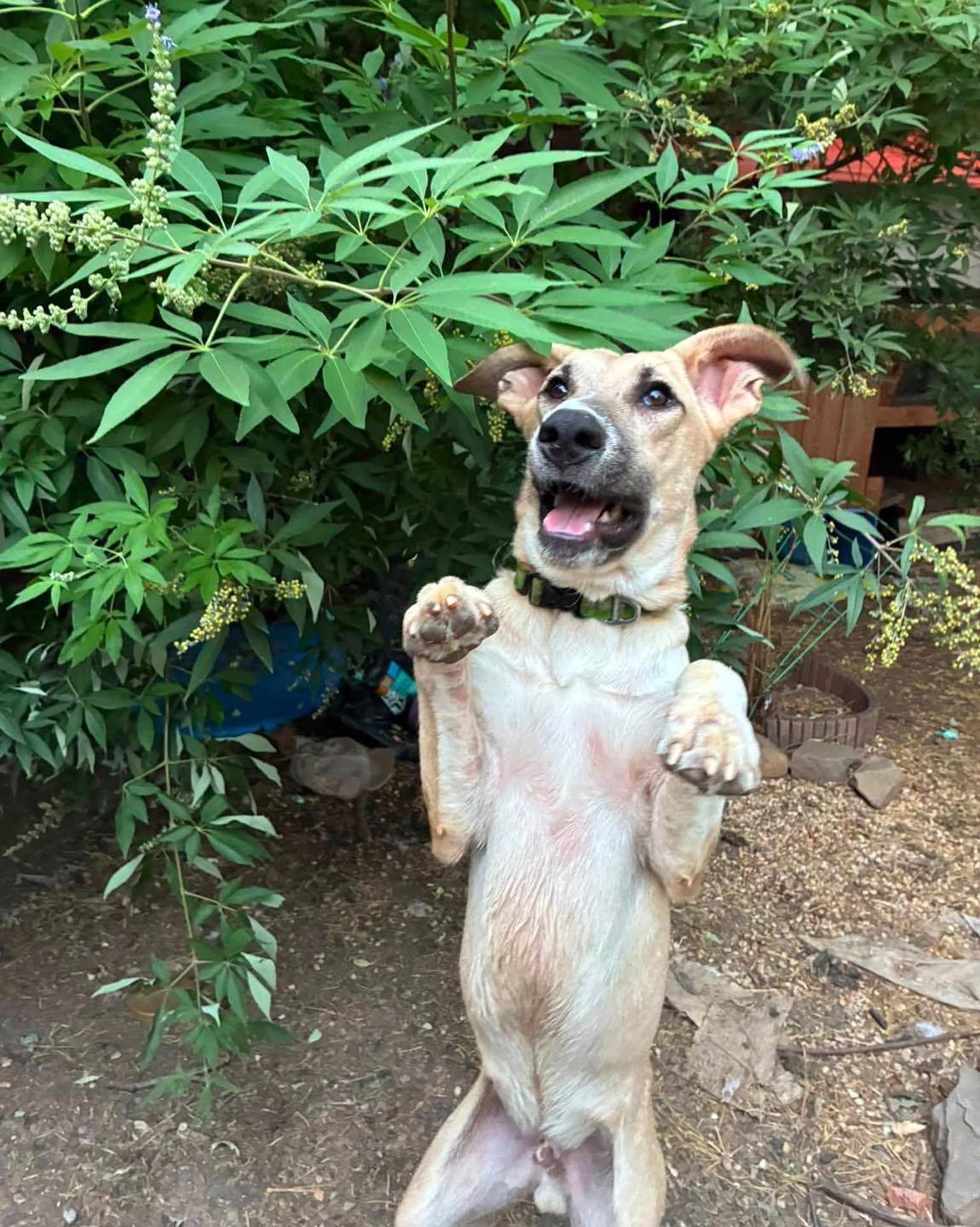 Grover would like to tell you good morning and happy hump day, and let you know he has been working really hard on his “standing” trick, and that if you would like to apply to adopt him, you can go to Cody's Friends Rescue or message me (his foster mom) for more info. He really is the sweetest boy, even if his arms look funny when he stands up. 😬🥰 Get @reshare_app • @mroberson26