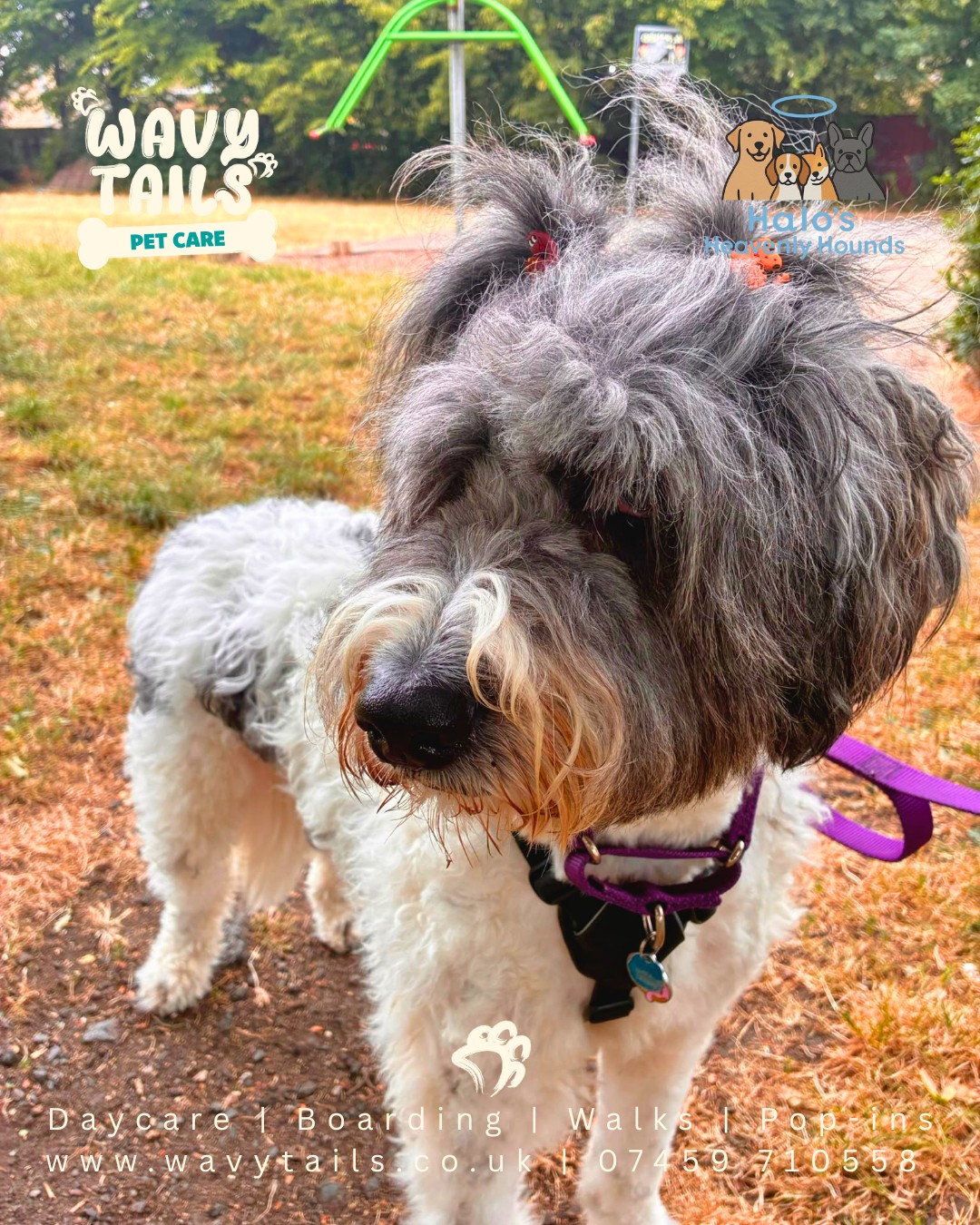 Munster! You crack us up! 🤣 That hair du is the best haha. Tilly with her gorgeous teefies as always
#WavyTails
#WavyTailsPetCare
#WavyTailsAdventures
#WavyTailsFamily
#LifeAtWavyTails