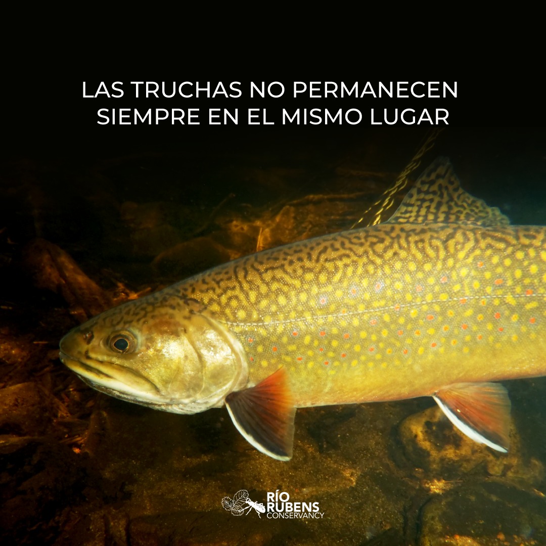 Las condiciones dentro de un río cambian continuamente.
La corriente, la disponibilidad de alimento, la profundidad y la presencia de refugios hacen que los peces utilicen distintos sectores del cauce según las circunstancias. Por eso, un mismo lugar puede presentar niveles de actividad muy diferentes a lo largo del día o de la temporada.
#PescaConMosca #LeerElAgua #AtencionPlena #PescaConsciente
#NaturalezaViva #RitmoDelRio #capturaylibera #PatagoniaChile #PescaResponsable #CatchAndRelease #NaturalezaChilena #VidaSalvaje #PescaArtesanal #truchas
.
.
.
.
.
.
Conditions within a river are constantly changing.
The current, food availability, depth, and the presence of shelter mean that fish use different areas of the riverbed depending on the circumstances. As a result, the exact same spot can show very different levels of activity throughout the day or season.
#FlyFishingLife #ReadTheRiver #MindfulOutdoors #WaterWisdom #NatureFocus
#SlowFishing #RiverIntelligence #FlyFishingChile #KeepItWild #NatureLovers #FlyFishingCommunity