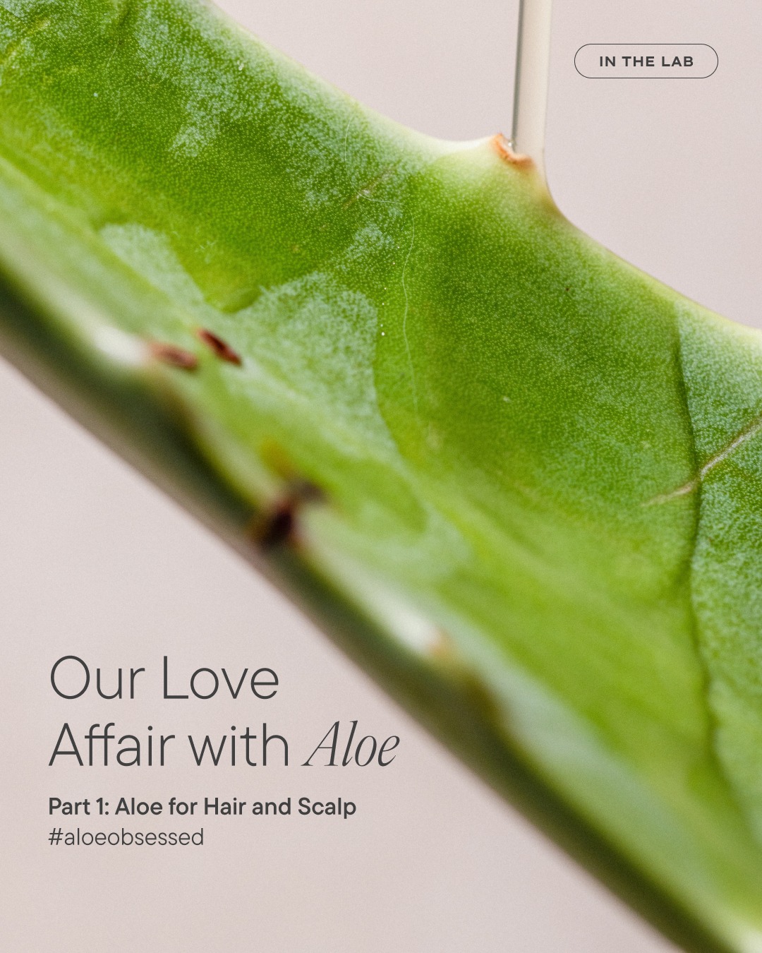 Why we choose Eufora every time!