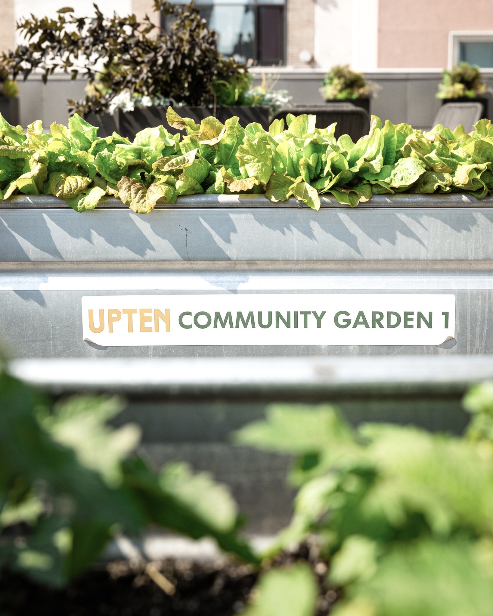 As we reach the end of July, we'd like to highlight one of Upten's favorite amenities: our community garden. 🌱
Helping keep Upten fresh, green, and growing all summer long, the garden gives residents a place to connect with nature and one another in the heart of Calgary's Beltline.
What should we grow next year?
#LiveUpten #CommunityGarden #BeltlineLiving #CalgaryApartments #YYCLiving