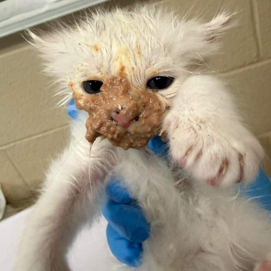 We might need to invest in teaching Olaf how to correctly eat wet food.
Don’t worry, Olaf and siblings are currently in foster receiving instructions on how to safely eat their food.
Sign up to foster animals through our website and help kittens like Olaf.
#kittensofinstagram #fluvannaspca #animalovers #AdoptDontShop #fosteringsaveslives #fostercare #fostercat #fosterkittens