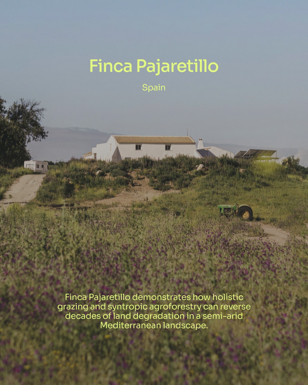👉Meet Manuel Troya / @finca_pajaretillo / 📍Spain
Nestled in the semi-arid foothills of Sierra de Cádiz, Finca Pajaretillo was once a degraded landscape, thin soils, decades of overgrazing, and a single well.
Today, 475 hectares of holistic planned grazing and syntropic agroforestry have transformed it into a living model of regeneration with three water sources and ten interconnected tanks.
The results are measurable: gains in biodiversity, soil health, and animal welfare. And every month, the gates open to visitors, farmers, students, families, to witness what's possible in one of Spain's most demanding climates.
🔗Follow the link in @top50farmers bio for the full story of how this engineer turned farmer has transformed 475 hectares of land in Cadiz, Spain.
✍️ Written by@top50farmers and @bonattos_
#top50farmers #ManuelTroya #top50farmers2026 #FincaPajaretillo #t50f2026 #T50F #regenag #regenerativeagriculture #regenerativefarming #soilhealth #knowyourfarmer #futureoffarming #europe #spain