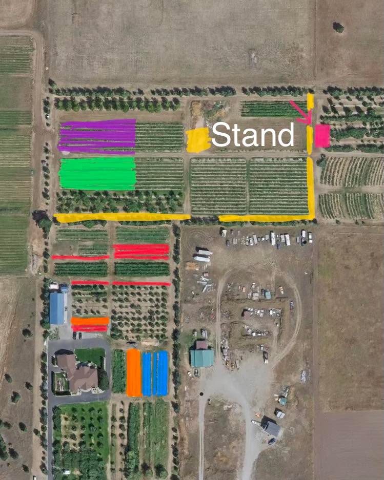 Still open 7 days a week. All daylight hours.
The berry and nut farm side will be open for the next 5 days as well. Checkout the map.
Best picking is in these colored areas with some of the areas being outstanding picking!
Purple-Top shelf
Green-Valor
Red-bluecrop
Blue-Huron
Orange-Chandler
There are ripe berries nearly everywhere. In general, the further you get away from the checkout stand the better!
Use the Atlas entrance please. 14872
N Atlas Rd. I will put a pic in the comments with a little map. Park near the blueberry checkout stand (yellow in my pic). Just try to park in a way that doesn’t block roads completely. I prefer parallel parking if possible.
$4.50 a lb. This includes tax.
Buckets, bags, flats provided.
Not sprayed!
Cash or Venmo!