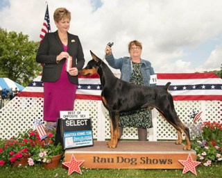 โ๏ธ๐ Our next member who has had a spectacular summer is Gerry!
After taking a short break from showing Zuko, Gerry returned to the show scene in spectacular fashion! A few weeks ago, the Nango Circuit in Bainbridge delivered, and then some! ๐ฅ
Their incredible results included:
๐ Glens Falls Kennel Club
โจ Select Dog, Best of Breed OH, OHG1
๐ Saratoga Kennel Club
โจ Best of Opposite Sex, Best of Breed OH, OHG2
๐ Chenango Valley Kennel Club
โจ Sunday Best of Opposite Sex
Zuko is proudly breeder-owner-handled by Gerry! Congratulations on an incredible return to the ring! We cannot wait to see what this team accomplishes next! ๐๐
๐ฅ CH Moondances Fire Lord Zuko ๐ฅ