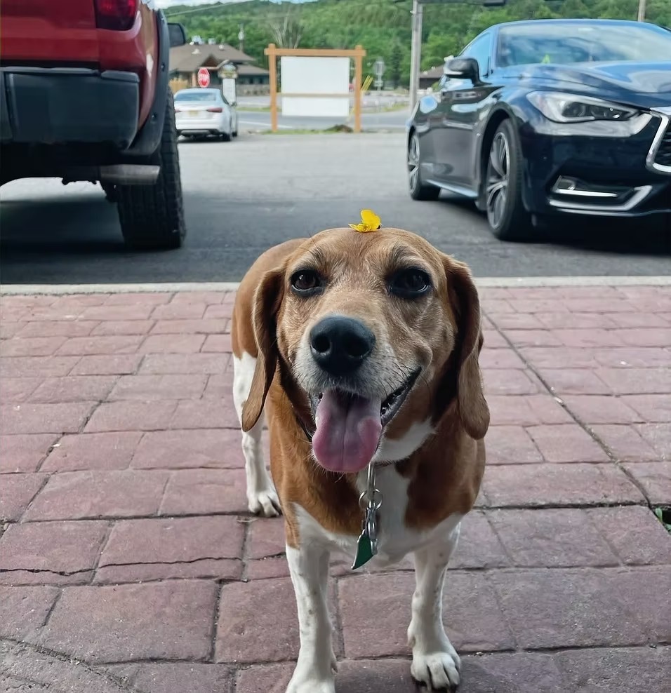 Did you ever hear Wiggles' story?
Rescued off the side of the road with a broken tail and fractured spine, she’s come a long way and now brings nothing but joy (and wiggles) to Windham Mountain Outfitters.
Don’t let her past fool you, this pup is as happy and friendly as they come. Whether she’s greeting customers at the door, lounging in the shop, or making rounds for pets, Wiggles is always ready to brighten your day.
Come say hi, she loves visitors just as much as belly rubs!