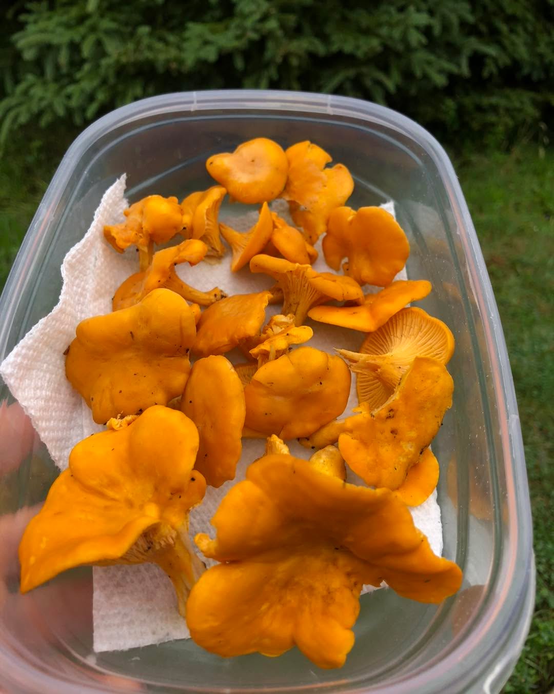 Such a cheerful sight in the woods on a grey day!