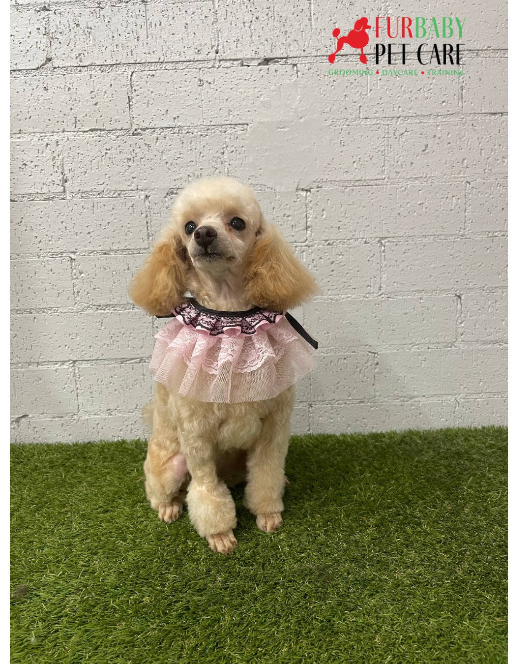 Even with her little front leg still growing back after a vet shave, Ellie is still far too pretty not to share! ๐พโจ What a sweetie! ๐
#toypoodle #poodlelove