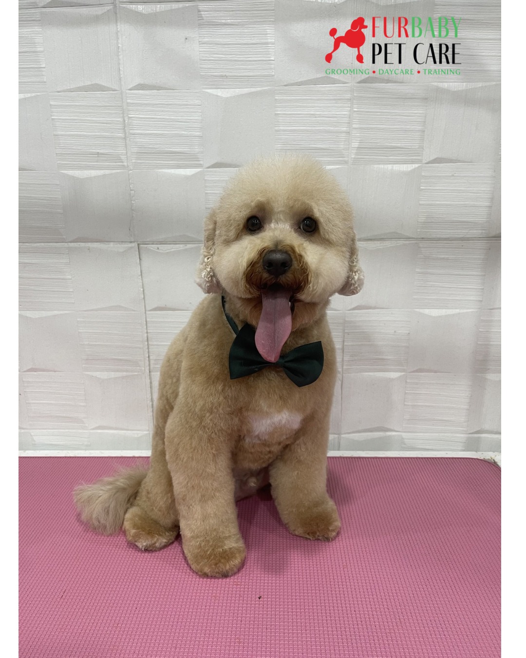 Cooper- the dapper gentleman with a handsome fur-do. ๐คต๐ปโจ Ready to steal hearts, one bow tie at a time.
#cavoodlesofinstagram #cavoodle #teddybeargroom #doggrooming #loveourjob