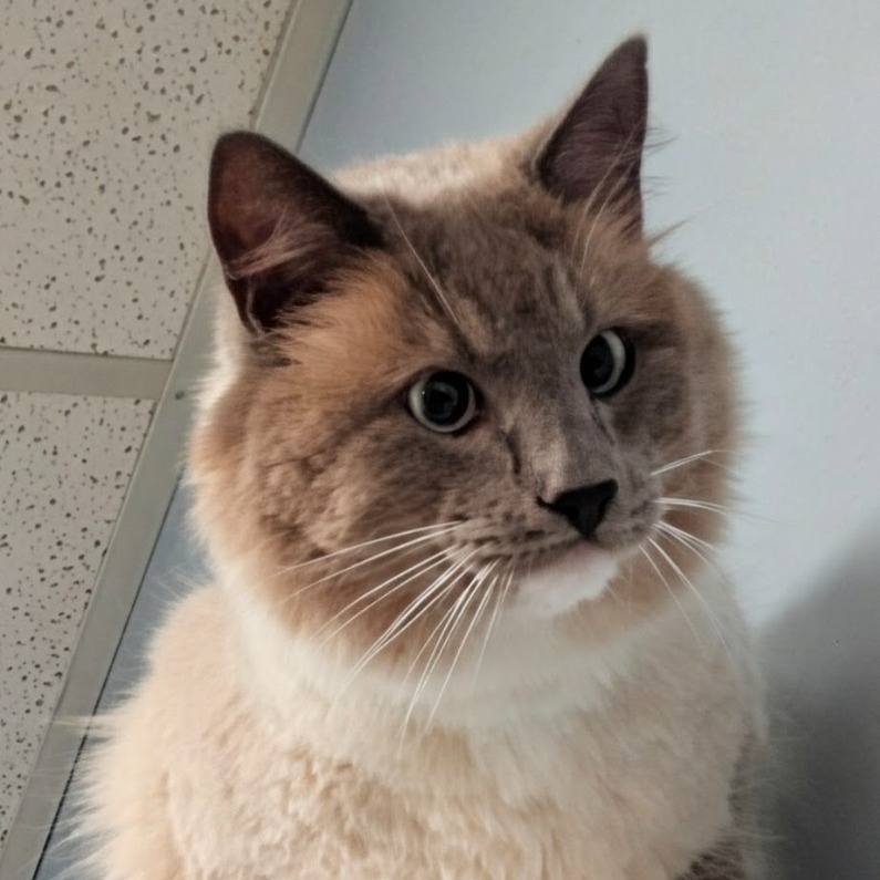 Pet of the week
Ghost: 3.5 yr old, DMH
Don't let Ghost's charming good looks fool you! This handsome guy is a world-class jerk wrapped in a luxurious fur coat. Ghost firmly believes the world revolves around him, and he has absolutely no problem reminding everyone of that fact. One minute he'll be demanding attention and leaning into pets, and the next he'll decide your presence has become mildly offensive. When he's in the mood, he's genuinely affectionate, sweet, and impossible not to love...but those moments are entirely on his schedule. Ghost needs a home with an experienced, cat-savvy adult who appreciates a feline with a larger-than-life personality and isn't looking for a cuddly lap cat. Other cats? Absolutely not. Dogs? Hard pass. Young children? Definitely not. Ghost isn't for the faint of heart, but if you've ever said, "I kind of love grumpy cats," he just might be your soulmate.
Adoption Fee: $70
Adoption Application: https://tinyurl.com/hskadoptionapp