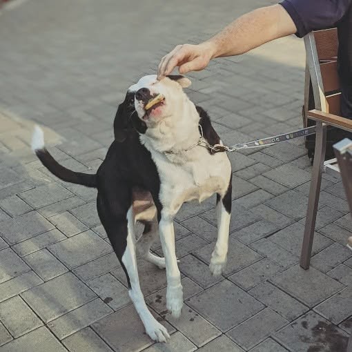 We love seeing all your four-legged besties hanging out with us at The Village! We have a few photos, but we didn't catch everyone's names...
If you spot your dog in this gallery:
Drop their name in the comments! 👇
Tell us their favorite spot at the Center (patio snoozing, courtyard strutting, or waiting for a fallen french fry?).
Keep bringing the good vibes and the good boys/girls!
Photos courtesy of Tap & Vine at 559 and @naturespetashlandmedford
#DogsOfTheVillage #VillageMedfordCenter #MedfordPups #MedfordOregon #MedfordOR #SouthernOregonDogs #RogueValleyPups