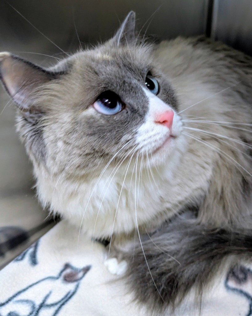 Pet of the week
Zoey: 5.5 yrs old, DMH
Zoey's a stunning blue-eyed beauty with a heart just as lovely as her looks. This sweet, affectionate girl loves spending time with her people, soaking up pets and attention whenever she can. When it's playtime, you'll find her chasing wand toys, batting around balls, or rolling happily in a pile of catnip. Zoey would thrive as the only pet in the home, as she prefers not to share her space with other cats or dogs. She'd also be happiest in a quieter home without young children, where she can relax, bond with her family, and truly shine as the center of your world. If you're looking for a loyal, loving companion with breathtaking blue eyes, Zoey is ready to steal your heart.
Adoption Fee: $70
Adoption Application: https://tinyurl.com/hskadoptionapp