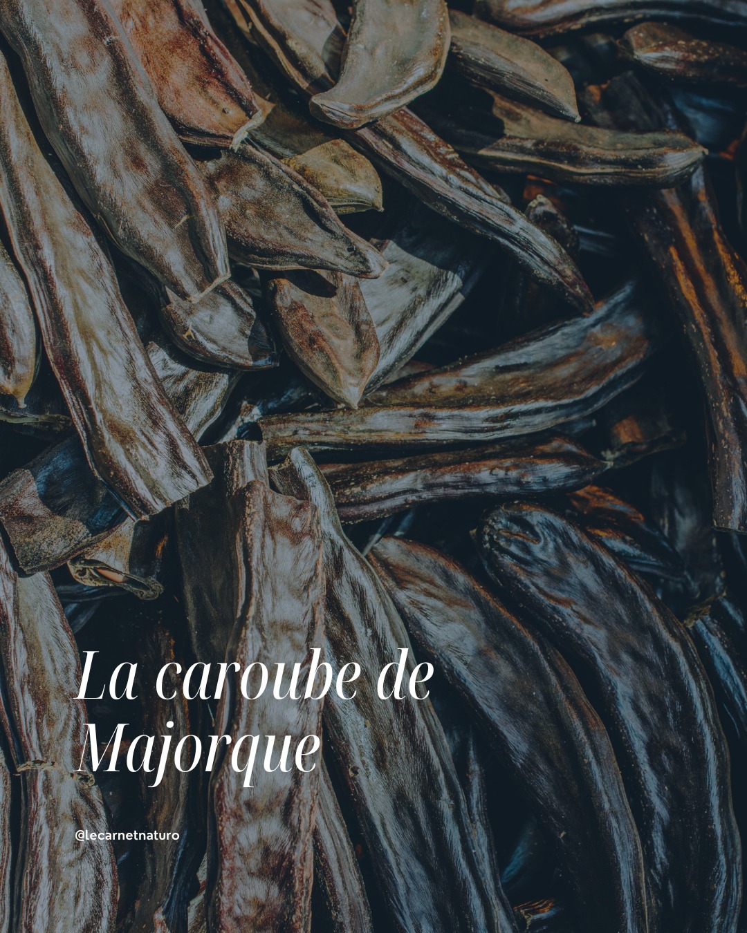 🌿 Les Escales Naturo – Majorque
Avant de venir à Majorque, je connaissais surtout la caroube sous forme de poudre.
En découvrant les Baléares, j'ai réalisé que les immenses caroubiers faisaient partie du paysage depuis des siècles.
La caroube est le fruit du caroubier. Une fois séchée et réduite en poudre, elle est souvent utilisée comme alternative au cacao grâce à son goût naturellement doux.
J'aime en ajouter dans un porridge, un smoothie ou des pancakes pour varier les saveurs.
💚 Mon conseil naturo
Choisis une poudre de caroube 100 % pure, sans sucre ajouté. Elle apporte une saveur gourmande qui permet souvent de réduire la quantité de sucre dans certaines recettes.
💬 Tu connaissais la caroube avant aujourd'hui ?
