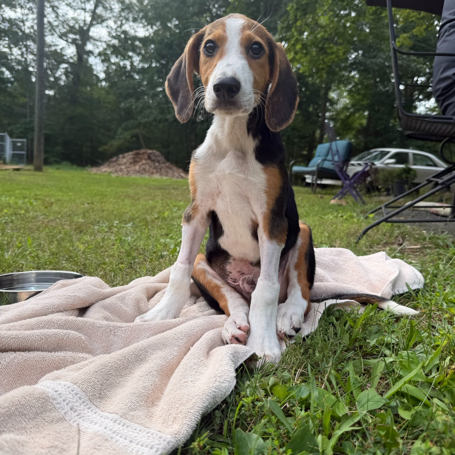 🐾 Every day, animals arrive at Fluvanna SPCA scared, overwhelmed, or simply in need of a quiet place to land. That's where our foster families become heroes.
By opening your home temporarily, you help animals:
❤️ Decompress from the shelter environment
🐶 Learn what life in a home is like
👶 Raise young puppies and kittens
✨ Become more adoptable
The best part?
Fluvanna SPCA provides the supplies and medical care—you provide the love.
Whether you can foster for a few days or just a few weeks, your home can make all the difference for an animal waiting for their forever family.
Interested in becoming a foster? Contact Fluvanna SPCA today to learn how you can help save lives, one wagging tail and happy purr at a time.
Visit fspca.org/foster to sign up today!
#FluvannaSPCA #FosterSaveLives #BeTheBridge #AnimalRescue #FosterPets #RescueDogs #RescueCats #SecondChances