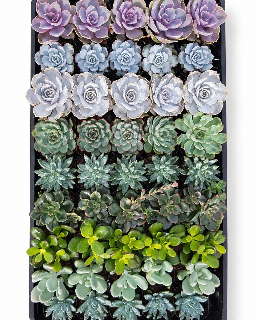 We love gifting green 🌱✨
Mini succulents make perfect low-maintenance keepsakes for:
✔ Meeting swag
✔ Employee welcome kits
✔ Client appreciation gifts
They’re long-lasting, stylish, and designed to stay on desks long after the event.
✔ Wholesale pricing for bulk orders
✔ Delivery across Canada 🇨🇦
✔ Locally sourced + biodegradable packaging ♻️
✔ Sustainable gifting that actually gets used
A practical gift with lasting brand visibility — without the waste.
Ready to create yours?
Tap the link in bio to explore options 💚🪴
What are you planning? 👇
Client gifts 🎁 • Team kits 👋 • Event swag 🏢
#CorporateGifts #SustainableGifting #EcoFriendlyBusiness #GreenEvents #EventSwag #SucculentGifts #PlantGifts #CanadianBusiness #ESG #CorporateEvents #EcoFriendly #BulkOrders #CanadaEvents #ShopSmallCanada #GTPlants