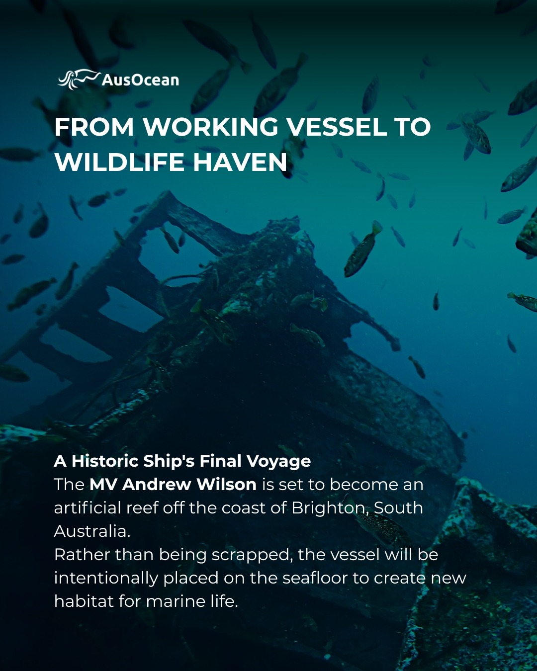 The historic MV Andrew Wilson is set to be intentionally transformed into an artificial reef off the coast of Brighton, creating new underwater habitat for marine species.
Artificial reefs provide hard surfaces where algae, sponges and other marine organisms can establish themselves. Over time, these communities attract fish, crustaceans and countless other species, helping to increase biodiversity and create thriving underwater ecosystems.
While artificial reefs won't reverse the impacts of South Australia's harmful algal bloom on their own, they can play an important role in supporting long-term marine recovery by creating new habitat where marine life can return and flourish.
Every restoration effort is a reminder that healthy oceans depend on both protecting existing ecosystems and investing in their recovery.
What do you think about using artificial reefs to support marine recovery? Do you believe projects like this can make a lasting difference? Share your thoughts below. 👇
#AusOcean #MarineConservation #ArtificialReef #SouthAustralia #OceanRecovery