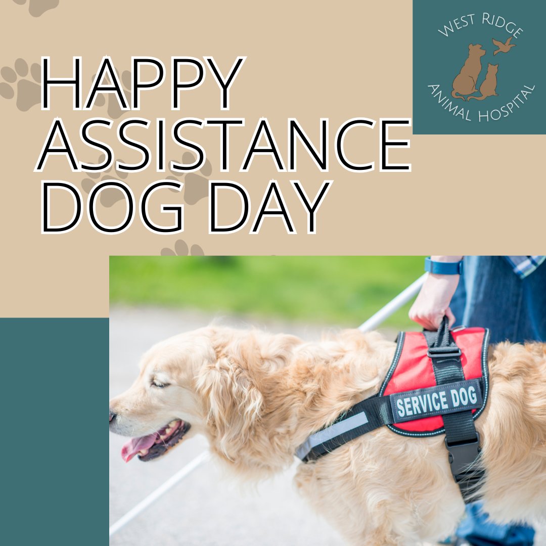 Celebrating Assistance Dogs 🦮
Happy Assistance Dog Day! Today we honor the incredible service dogs, guide dogs, and therapy animals who work tirelessly every single day to bring independence, safety, and support to their humans. Thank you to all the assistance dog teams in our NOCO community! 💙🐾
#AssistanceDogDay #ServiceDogs #WorkingDogs #ChangingLives #WestRidgeAnimalHospital #GreeleyCommunity