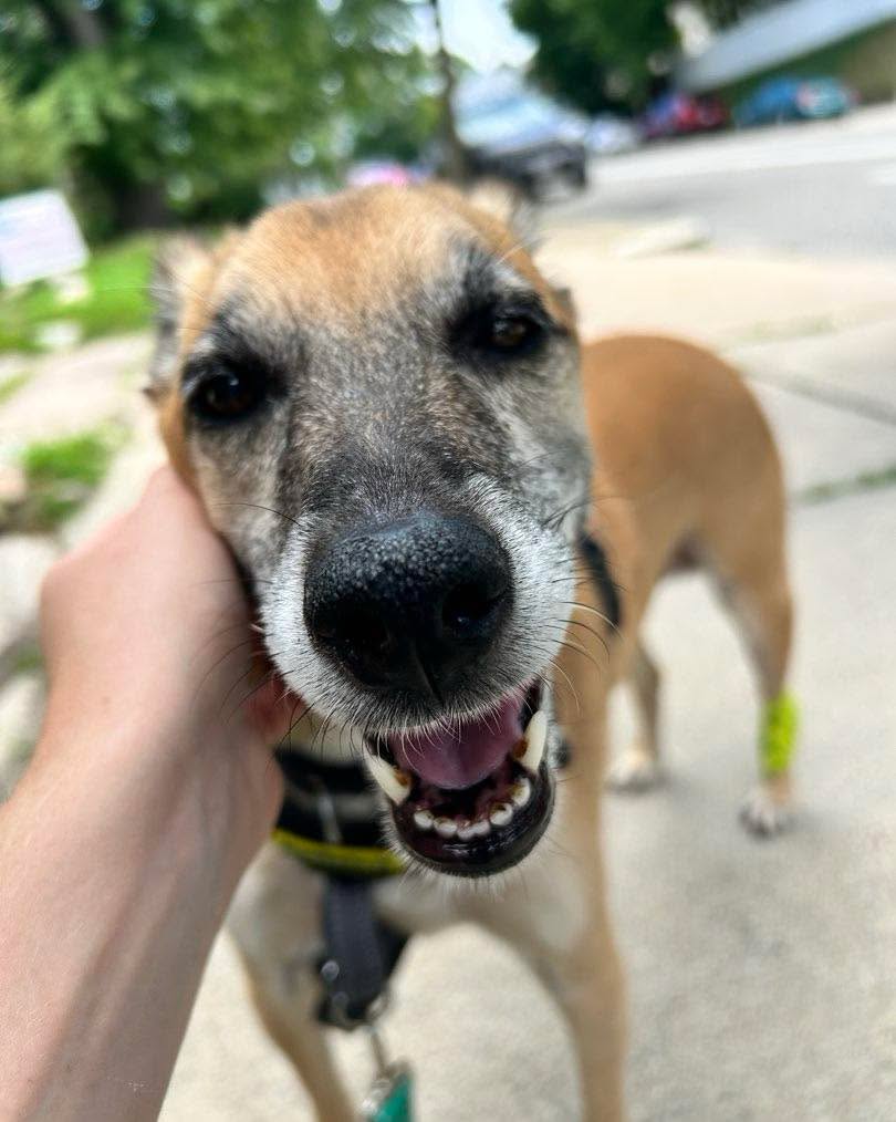 Zucca is just the sweetest old lady โค๏ธ #muttsofinstagram #sweetoldlady #summah
๐ธ by SO