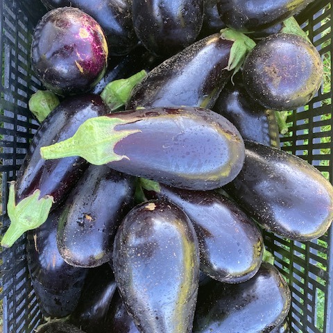 Summer bounty at the farmstand! The farmstand is open Thursdays from 3 to 5:30. Find organic vegetables from Wild Fern Farm and flower bouquets from Hungry Heart Farm, all grown right on the farm at 35 Powwow River Road, Kingston, NH. This week we have harvested eggplant, bunched carrots, bunched radishes, broccolini, celery, kale, chard, parsley, basil, zucchini, cucumbers, green sweet Italian frying pepper, slicing tomatoes and garlic. Hope to see you on Thursday!