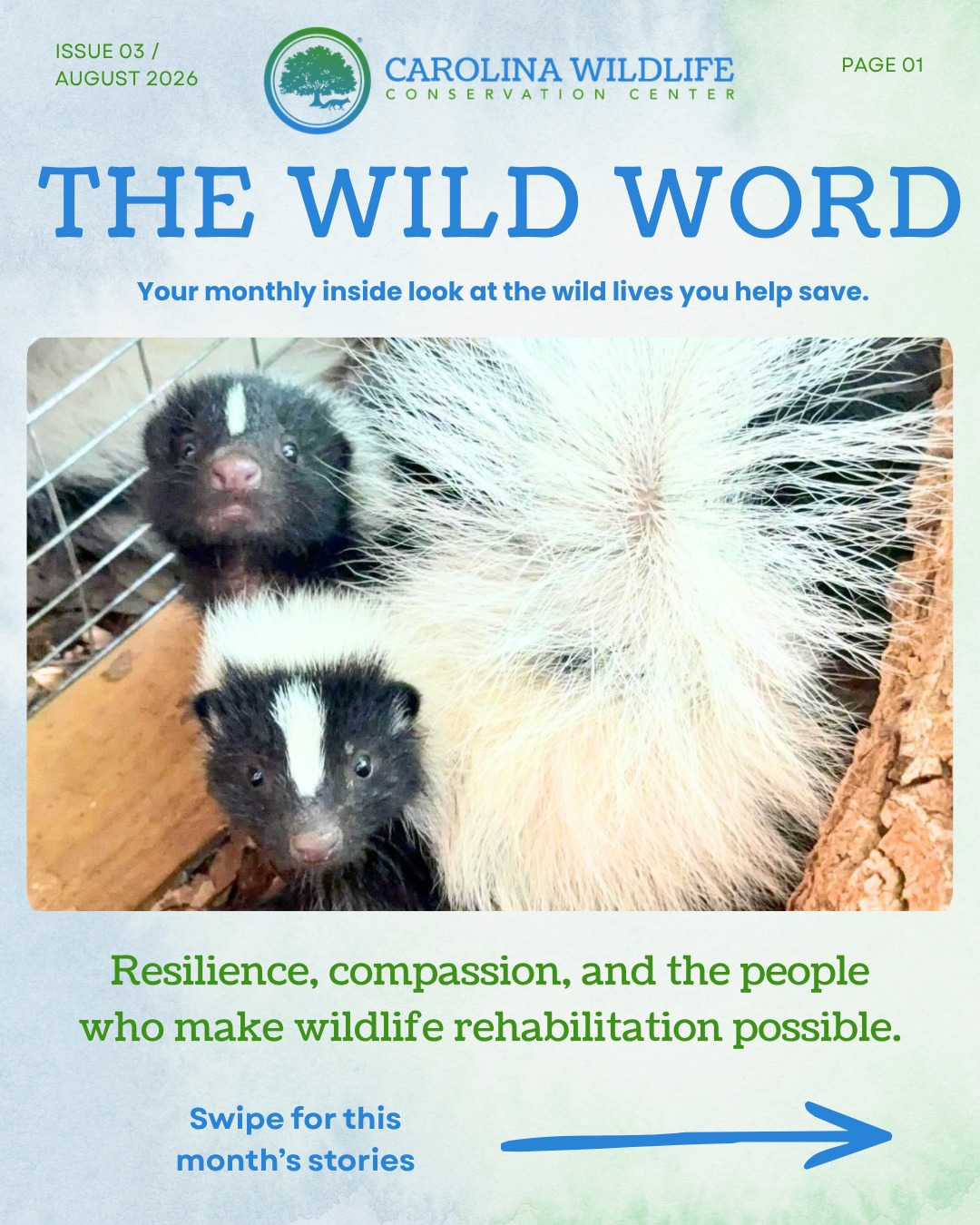 The August edition of The Wild Word is here! 🐢
This month’s stories reflect so many sides of wildlife rehabilitation: heartbreaking cases, remarkable recoveries, meaningful milestones, and the incredible people who make this work possible.
Inside this month’s edition:
A snapping turtle beginning a long recovery after surviving severe neglect
An opossum who defied the odds and avoided losing her injured eye
Waylon, a 10-year-old wildlife hero using his creativity to help opossums
The 15 dedicated volunteers who serve as the first line of our Wildlife Hotline
Alyssa’s incredible achievement of becoming a licensed North Carolina wildlife rehabilitator
Details about joining us at Rescue Brew on August 8
Every patient has a story, and every story is made possible by people who choose to care.Read the complete newsletter and let us know which stories you would like to hear more about
Read the complete newsletter here: https://5d3eb1cc-8b62-4732-acbc-7a58eede6094.filesusr.com/ugd/2960bd_a71f0090f4154bdab6753bac50c23df6.pdf