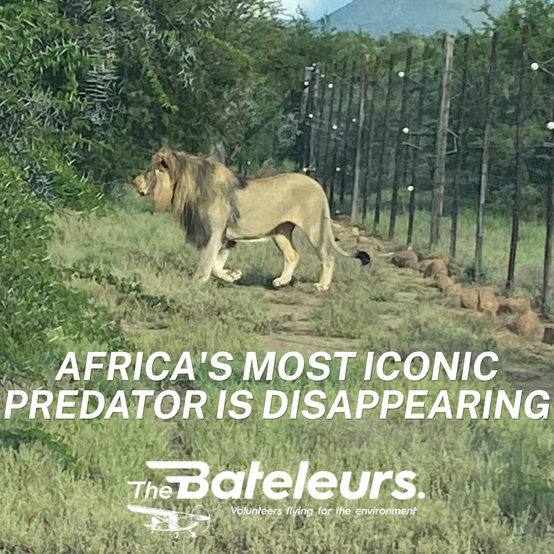 August is here. And with it, some of the most important wildlife awareness days of the year.
We start with lions, Africa's apex predator and the symbol of everything wild on this continent.
Fewer than 17,000 African lions remain. That's down from 250,000 a century ago. A 93% collapse in one lifetime.
The Bateleurs fly lion relocation missions, transporting prides to reserves where genetic diversity can be maintained. Each flight is a lifeline for a population that cannot afford to shrink further.
August: fly with us.
🔗 bateleurs.org
#WorldLionDay #Lions #AfricanLion #LionConservation #TheBateleurs #WildlifeRelocation #SouthAfrica #VolunteersFlying #Conservation