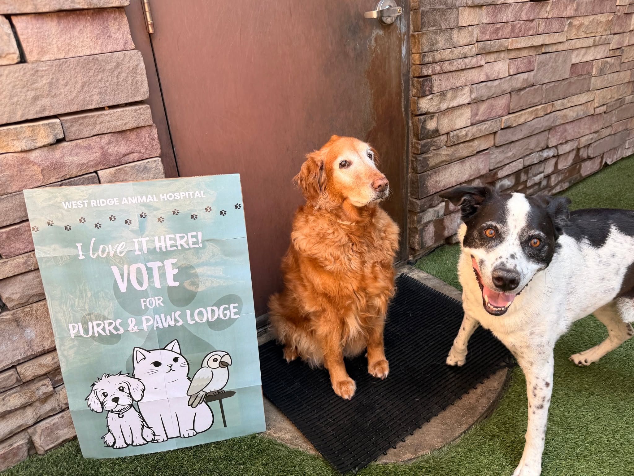 Best of NOCO 2026 – Vote Today! 🗳️
We love caring for Northern Colorado’s pets, and now we need your help to bring home a win in the 2026 Best of NOCO contest! 🌟
Voting is open now through September 1st at https://vote.nocostyle.com/pet. When you head to the voting page, look for the write-in option and add us in:
⭐️West Ridge Animal Hospital – Animal Hospital
⭐️Purrs & Paws – Boarding
⭐️K9 Fit Club – Dog Training
Let’s show our amazing community spirit—thank you for voting and supporting our team! 🙌
https://vote.nocostyle.com/pet
#BestOfNOCO #GreeleyCO #PetBoarding #VetLife #WestRidgeAnimalHospital #PurrsAndPaws