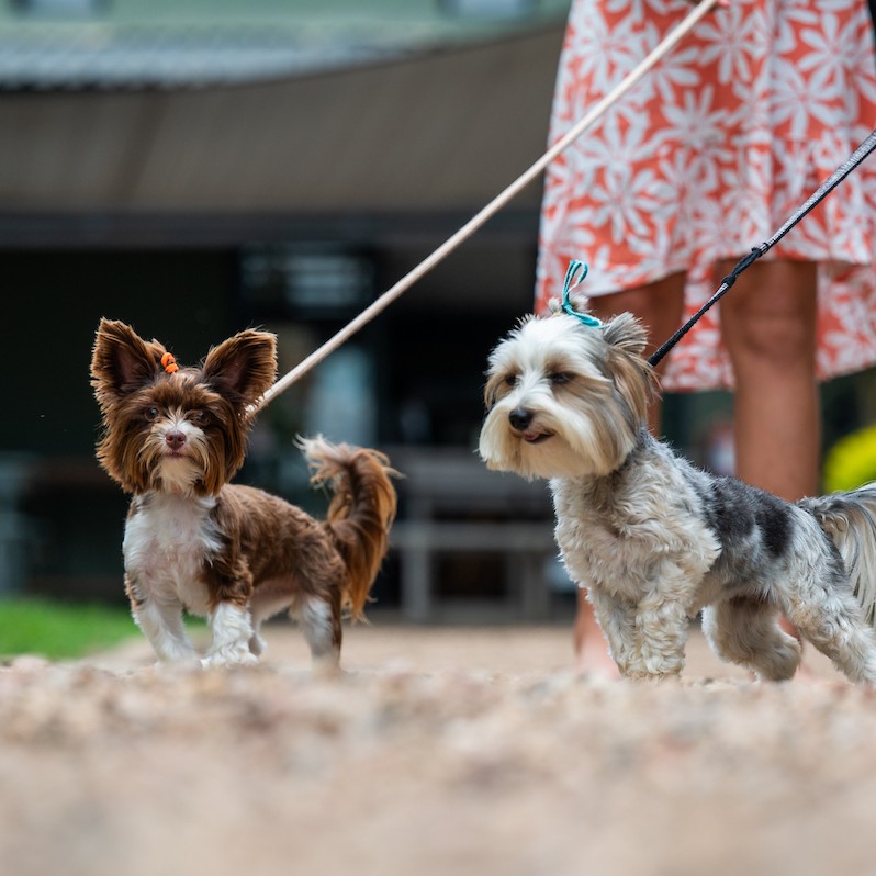 Listen up pooches, tell your mum and dad to take you on a doggie-date for breakfast at Food Fundi Café! Fresh farm air, plenty of friends to make, and extra cuddles from all of our pet-loving locals. Doggie heaven awaits.
#ballito #restaurant #dogfriendly #doginstagram #cafè