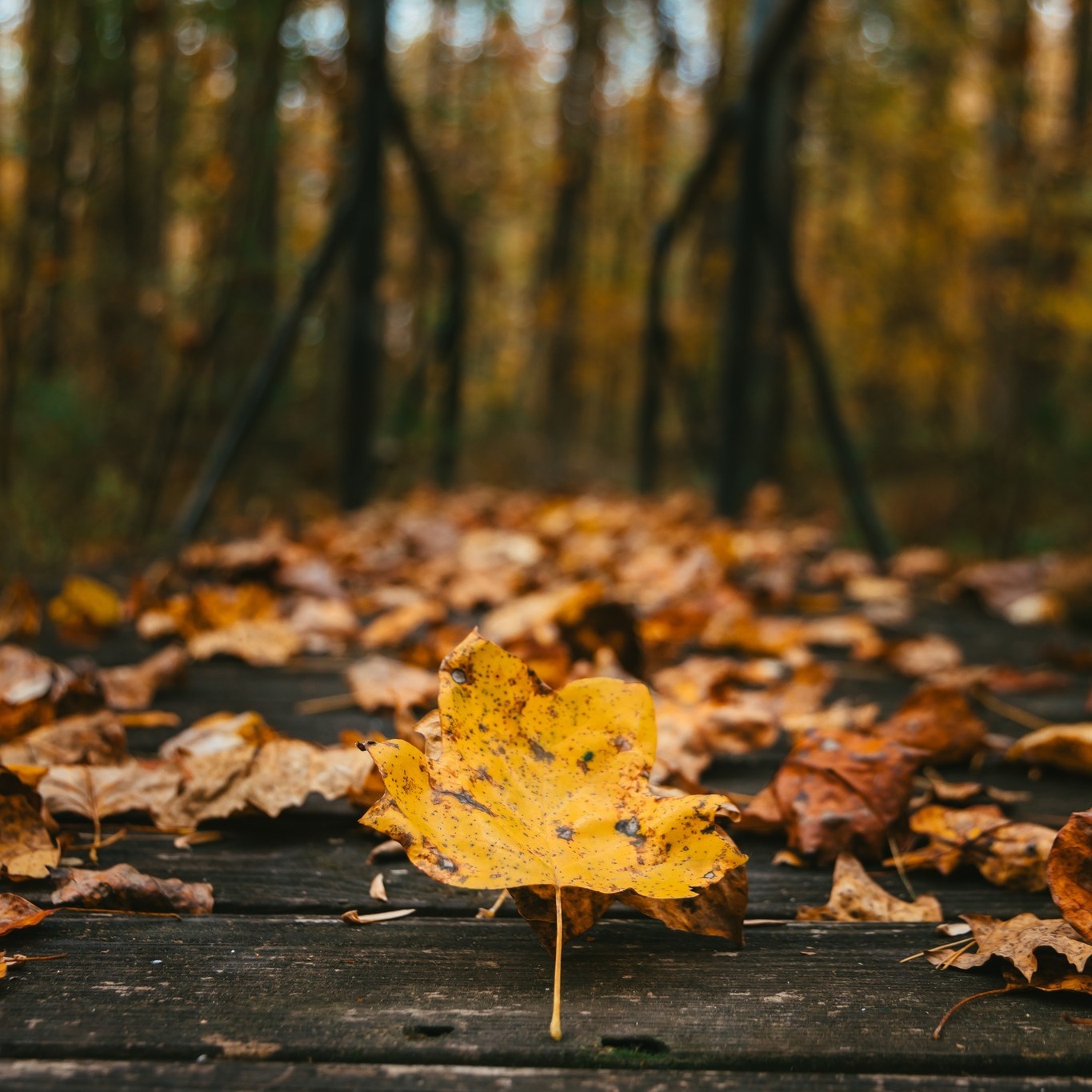 🍂 We know it's still in the 90s, but we can't help dreaming about fall! Before long, the mountains will be glowing with vibrant autumn colors, the trails will be calling, and there's no better place to experience it all than Tennessee's South Cumberland.
Whether you're planning a leaf peeping road trip, chasing waterfalls, exploring our charming mountain towns, or hiking to breathtaking overlooks, fall is the perfect season to discover your next adventure.
Go ahead and start planning your autumn getaway, you'll be glad you did!
Read more: https://www.mountainsofadventure.com/insider-info/the-land-of-adventures-in-all-four-seasons
🍁 Tell us: What's your favorite thing about fall in Tennessee's South Cumberland?
.
.
#TennesseeSouthCumberland #MountainsOfAdventure #FallInTennessee #AutumnAdventures #LeafPeeping #ExploreTennessee #VisitTennessee #RoadTrip #HikingAdventures