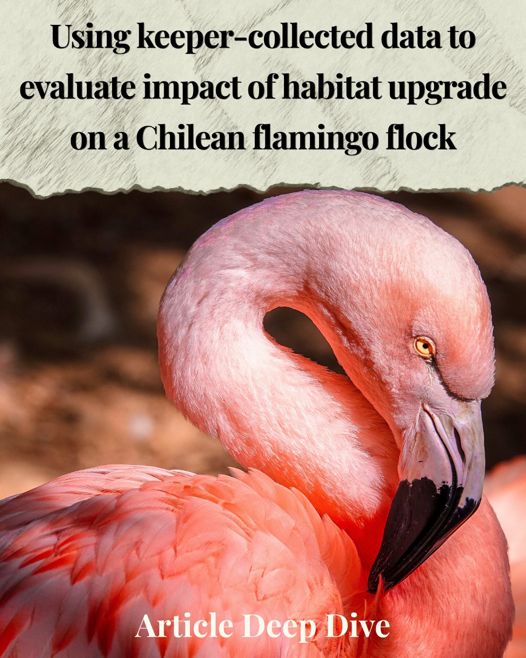 On zoo visits, we’ve all seen ‘new exhibit coming soon’ signs when animals are moving to an updated enclosure. Enclosures are usually improved for the long-term benefit of the animals, but can lead to short-term stress. It’s important to monitor the response to such upheaval, and our latest deep-dive article does this in a very interesting way: using behavioural stability as a key metric.
In a study in the Journal of Zoological and Botanical Gardens this year, Vaughan et al. used data collected by WWT Slimbridge staff to assess how a Chilean flamingo flock fared after a 2023 enclosure transfer. Photography was used to track activity patterns and space use for four months post-move. They also documented how flamingos reacted to having wild birds and humans (staff and visitors) in and around their enclosure.
Overall, activity levels didn’t differ between the old and new enclosures, suggesting the flock adjusted well. The birds foraged more and were less inactive in the first month after the transfer. They also occupied the pool around the island more during this period than later months, perhaps due to algal blooms and/or prey colonising the water during exhibit preparation. Flamingos preened more when wild birds (mostly ducks, geese and rails) were present, possibly a coping response to stress. Yet they preened less if visitors were near, but could also be because visitors were drawn to the exhibit if flamingos seemed more active.
The authors point out that “behavioural stability should not be interpreted as definitive evidence of unchanged welfare”, but suggest that well-planned transfers accounting for animals’ needs (e.g. flamingos never housed alone, husbandry program stayed the same post-move) are key to minimising stress.
An interesting question would be whether the new enclosure was aiming to increase activity/reduce inactivity to be more comparable to wild activity budgets. For flamingos in general during daylight hours, in the wild they spend around 20% of their budget inactive, whereas it was estimated to be 50% in this study.