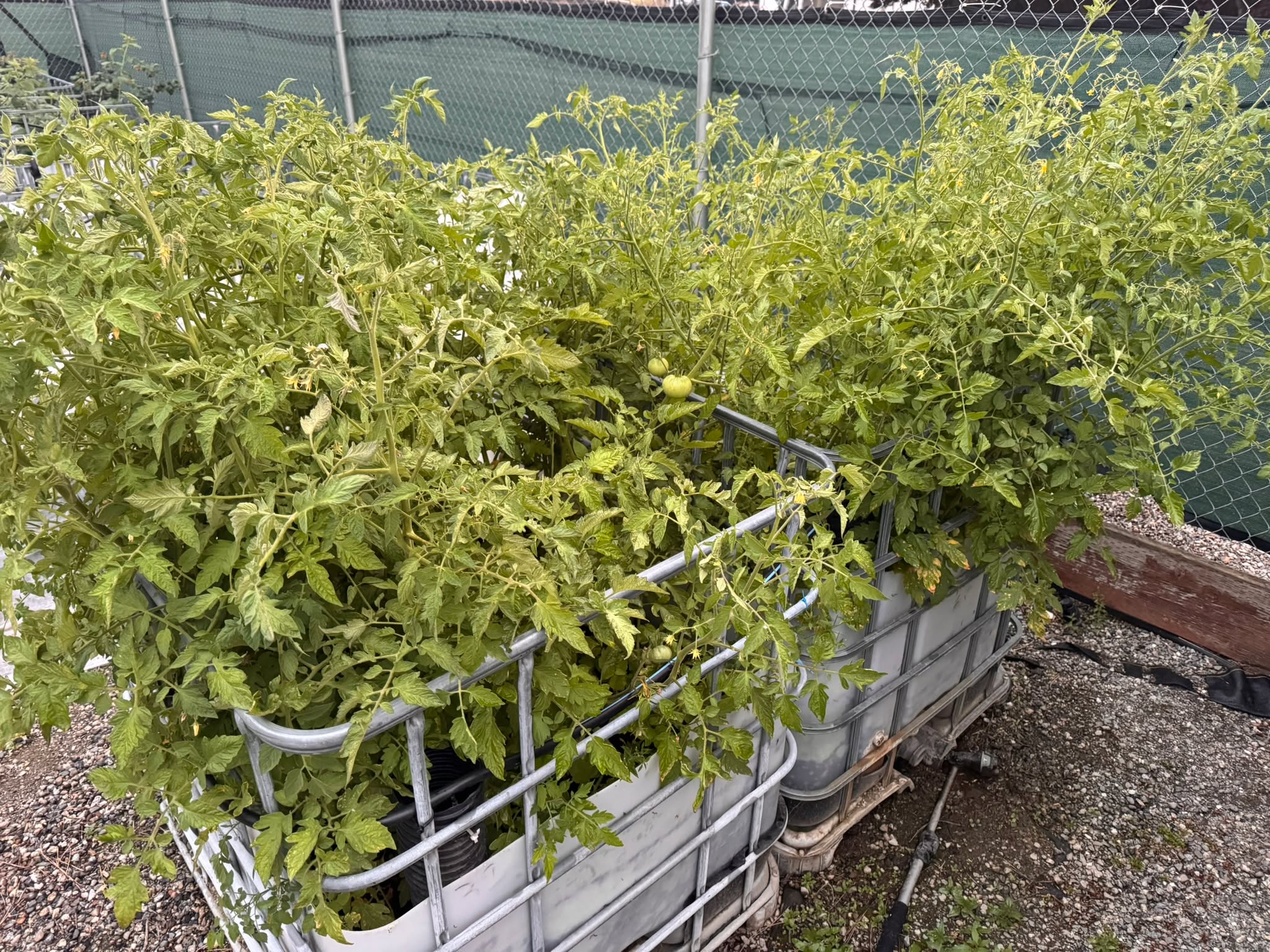 After a rough start, my tomatoes have officially gone wild. 😂🍅
What is growing out of control in your garden?
#GardenLife #TomatoSeason #SummerGarden #Homegrown #GardenHumor #WritersLife