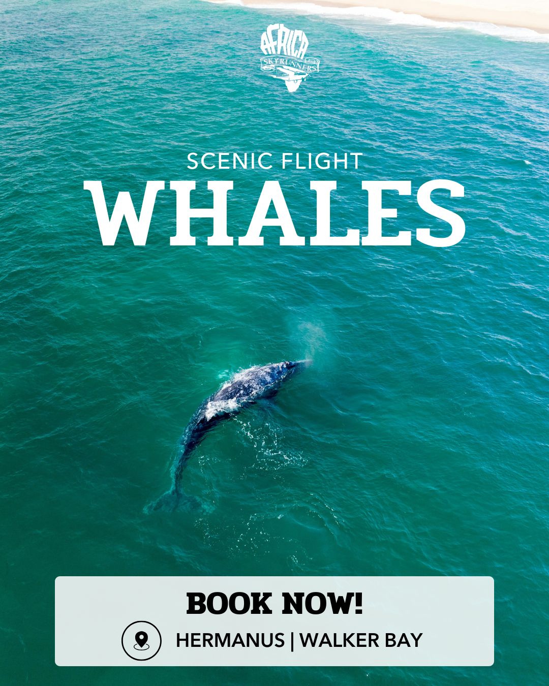 Whale season is here in Hermanus and Walker Bay, and there’s nothing quite like seeing it all from the air. Book your scenic flight and take in the coastline, the bay, and the chance to spot Southern Right whales from a whole new perspective.
Seats are limited and flights are weather dependent, so book early to make the most of the season.
Info and Bookings 📞💬+27 (0)83 760 1330 📨info@africaskyrunners.com
#AfricaSkyRunners #HermanusWhales #WalkerBay #ScenicFlights #WhaleSeason