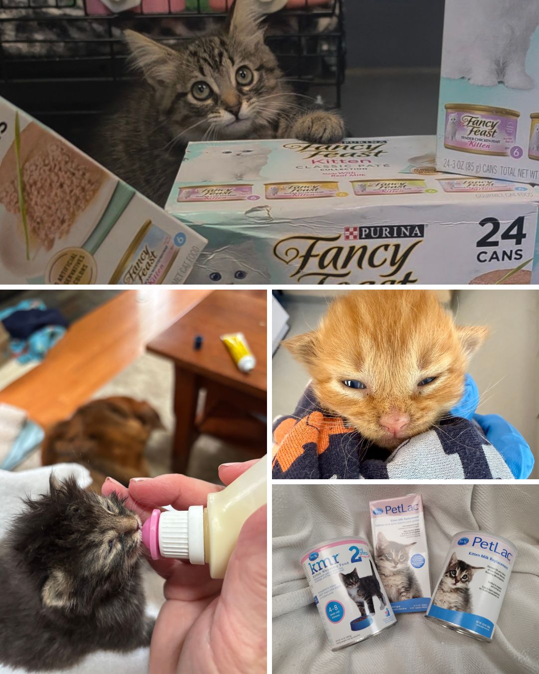 🔴Wishlist Wednesday Kitten Care + Shelter Essentials🔴
The cuteness (and hungry tummies) of Kitten Season are showing no signs of stopping. We get cats and kittens in daily; they all need food to thrive and grow and the shelter needs essentials to provide the care they deserve.
High-priority items:
Kitten food, wet and dry
KMR (Kitten Milk Replacement)
Pill pockets
Paper towels
50 gal. trash bags
Poop bags
Laundry detergent
Dawn dish soap
If you can donate, please go to fspca.org/shelterwishlist to ship directly to us or drop off donations at the shelter.
If you can't donate, please share this post. Sharing helps us reach more people with our stories!
Thank you to our community! We could not do this alone.
#fluvannaspca #adoptdontshop #adoptacatvirginia #kittenseason #WishlistWednesday #SmallGesturesBigImpact #localcommunity