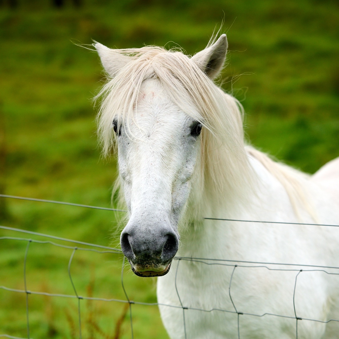 🏡 Featured stay: Raera Farm, Kilninver
Say hello to one of the neighbours. At Raera Farm the ponies graze right outside the window, and the loudest thing you'll hear most days is the River Euchar running past the farm.
We have two self-contained places to stay here, both on the same working farm about 9 miles from Oban: a cosy 1 bedroom apartment upstairs for two, and a 2 bedroom cottage downstairs with a wood burner, sleeping up to five.
It's proper countryside, quiet, green, and full of wildlife (bring binoculars if you've got them), with mountain views from the windows and nothing to disturb the peace.
Whether it's a couple's retreat in the apartment or a family trip filling the cottage, Raera gives you space to properly switch off.
📍 Link in bio to browse Raera Farm and our other Oban stays.
#ObanHolidayLets #ObanAccommodation #SelfCateringScotland #VisitOban #westcoastscotland