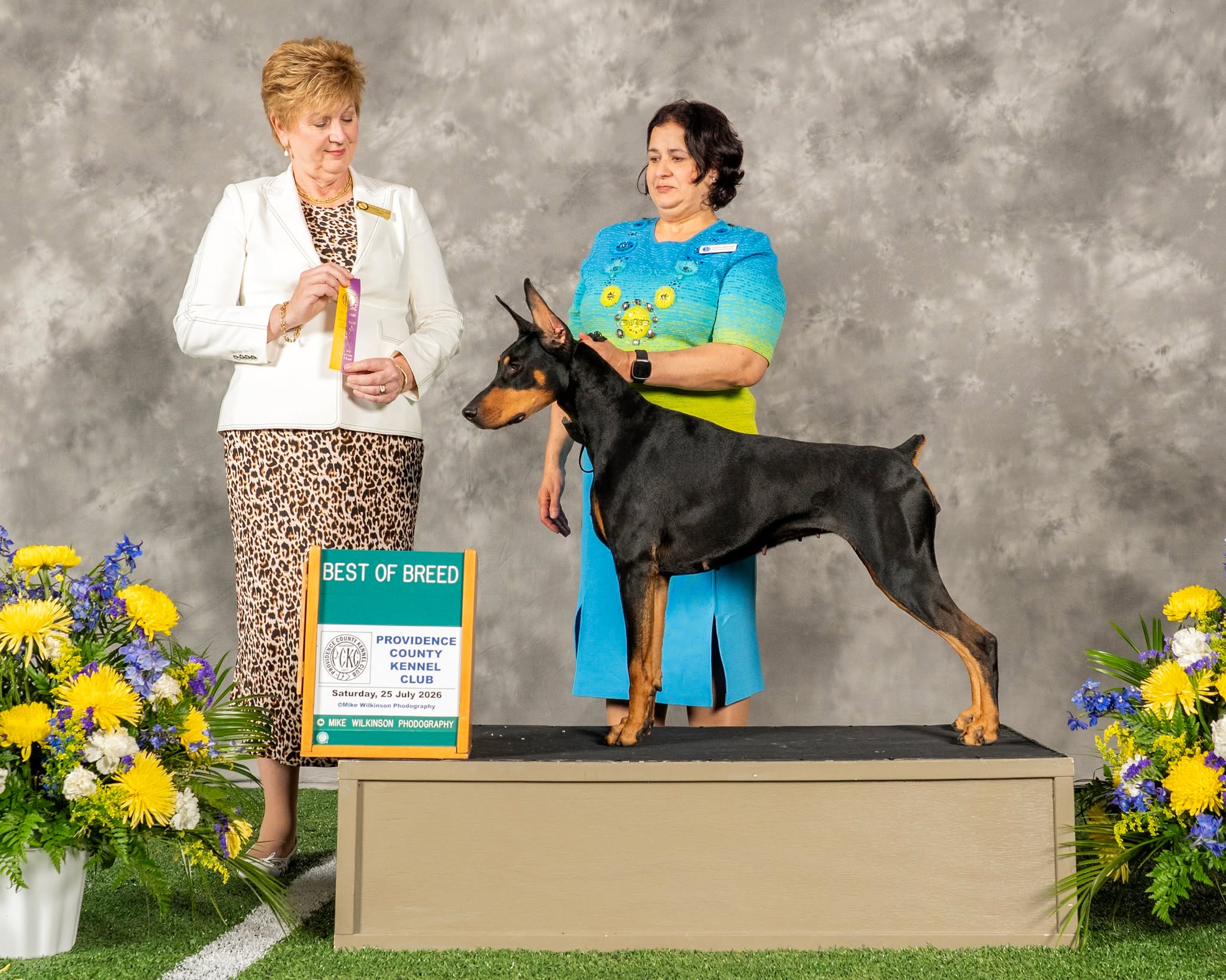 We have another first-time Best of Breed winner to celebrate!
This exhilarating moment belongs to club member Sandra Jenns, who stepped into the breed ring with Skyla for the very first time as a special and came away with BOB!
This was Sandraโs first time winning the breed and showing in the regular Group ring. What an incredible experience for this team! Sandra also shared what an honor it was to stand in the Group ring alongside so many accomplished handlers.
Way to go, Sandra and Skyla! We wish you many more purple and gold ribbons in your future! ๐๐๐
Skyla: CH Magis the Sky is the Limit
Owned by Nancy Barrett, Dan Orr and Janet Orr
