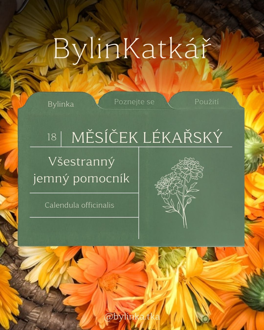 Měsíček.
Možná ho už sama používáš. Možná ho znáš z dětské kosmetiky. A možná ještě netušíš, že je jednou z nejcennějších bylin pro péči o pokožku a mým oblíbencem v domácí bylinkové lékárničce.
V novém BylinKatkáři jsem pro tebe shrnula vše důležité na jednom místě. Dozvíš se, kdy měsíček sbírat, jaké účinné látky obsahuje, kdy po něm sáhnout i jak ho nejčastěji používám já.
A brzy ti nasdílím i svůj oblíbený návod na měsíčkový macerát.
PS: Zajímají tě bylinky a aromaterapie? Přidej se do BYLINAppky, kde tě jemně provedu světem bylin, hydrolátů a éterických olejů. Odkaz už čeká v biu.
#bylinkatka #mesicek #zenskebylinky #bylinky #prirozenapece #bylinkatkar #regenerace