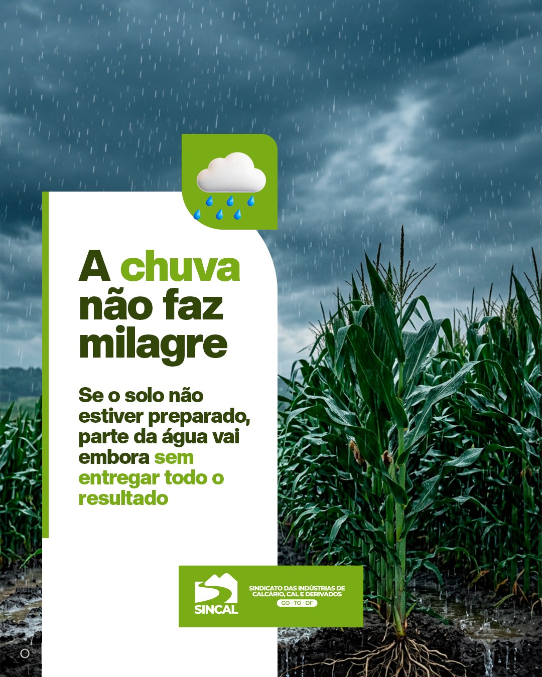 Não basta chover. A planta precisa conseguir aproveitar essa água. O calcário cria melhores condições para que as raízes trabalhem com mais eficiência e transformem chuva em produtividade.